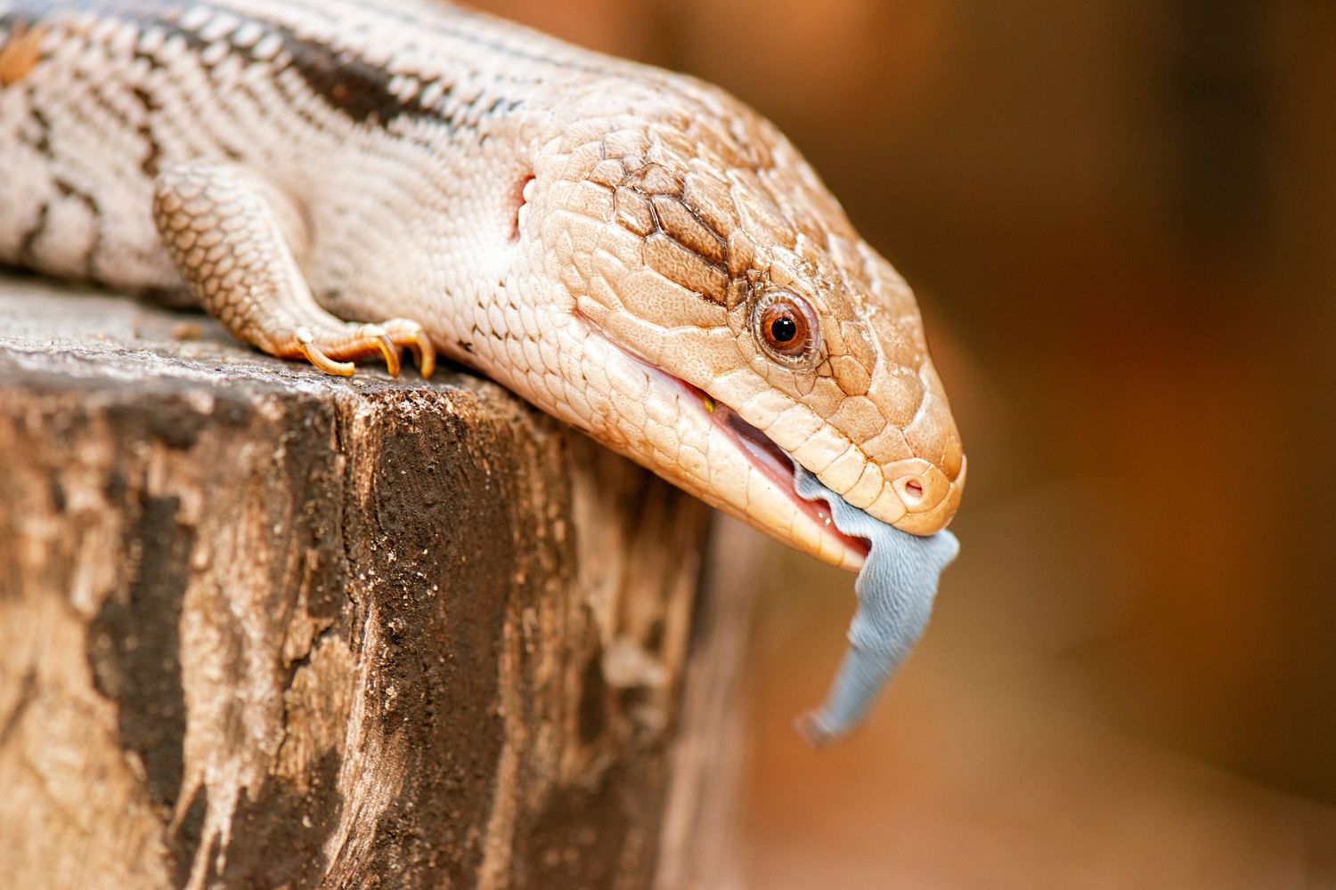 Close up portrait of a bearded dragon lizard's head against a blurred brown background.