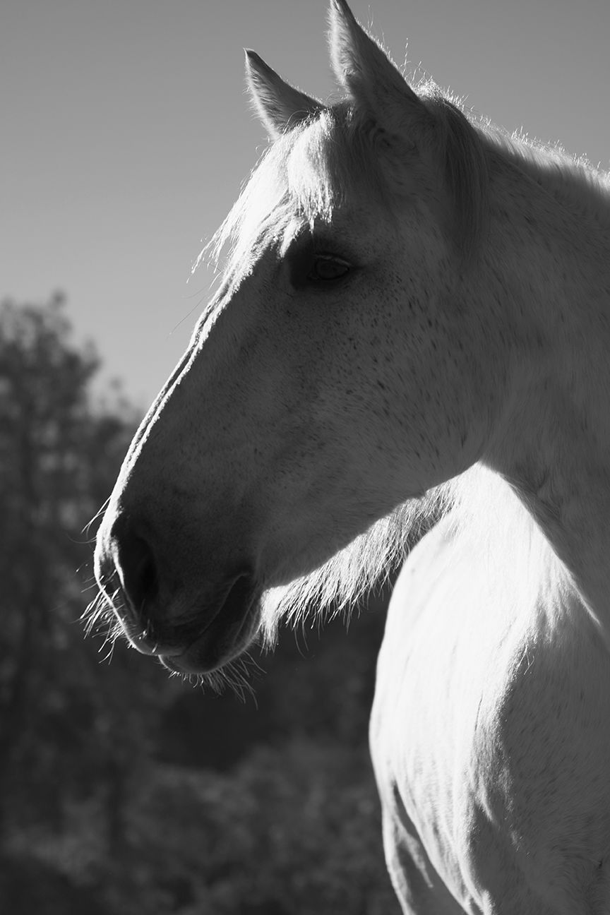 Black and white profile sequence of a white horse's head with backlit mane.