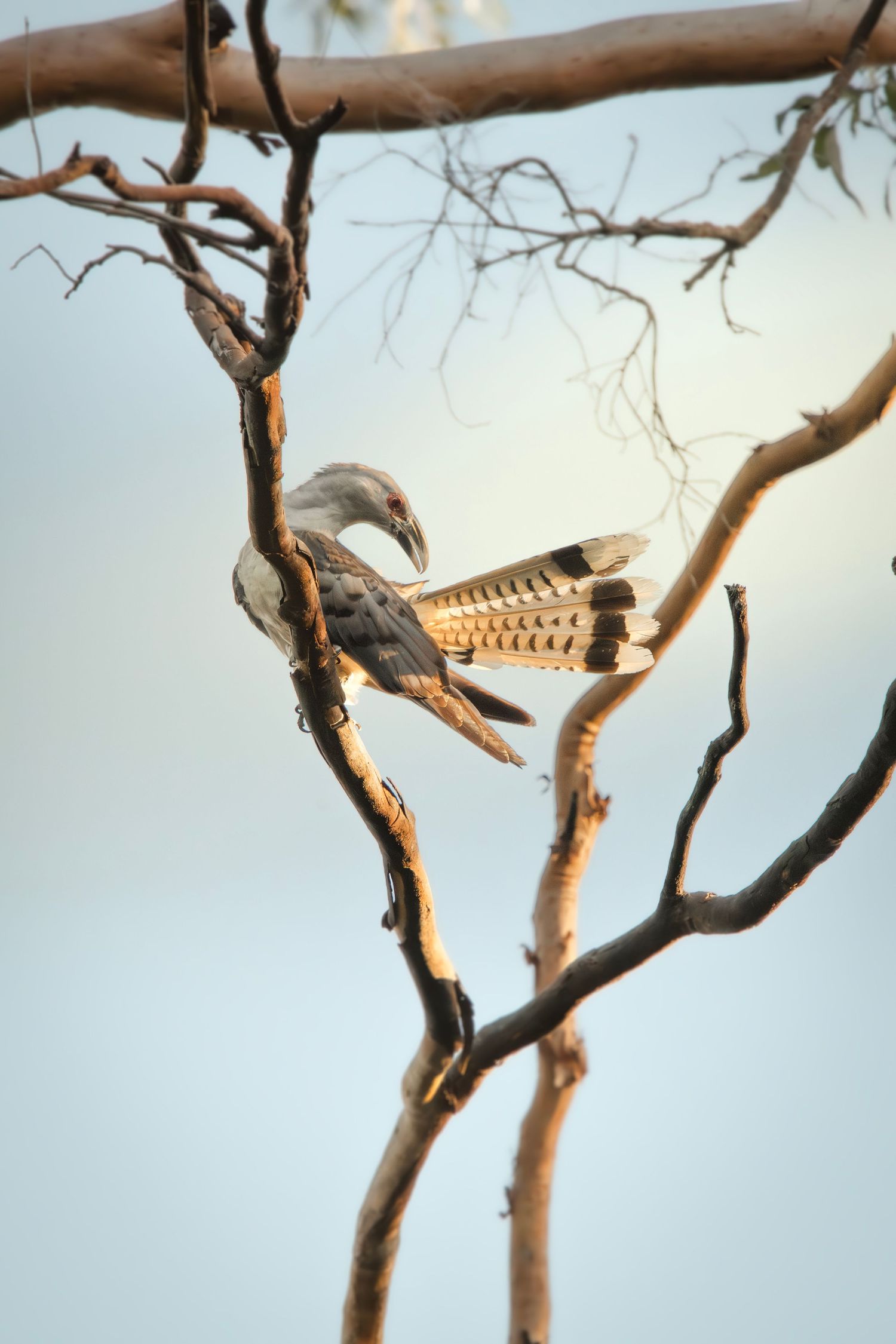 A hornbill bird perched on bare tree branches against a soft blue sky in golden light.