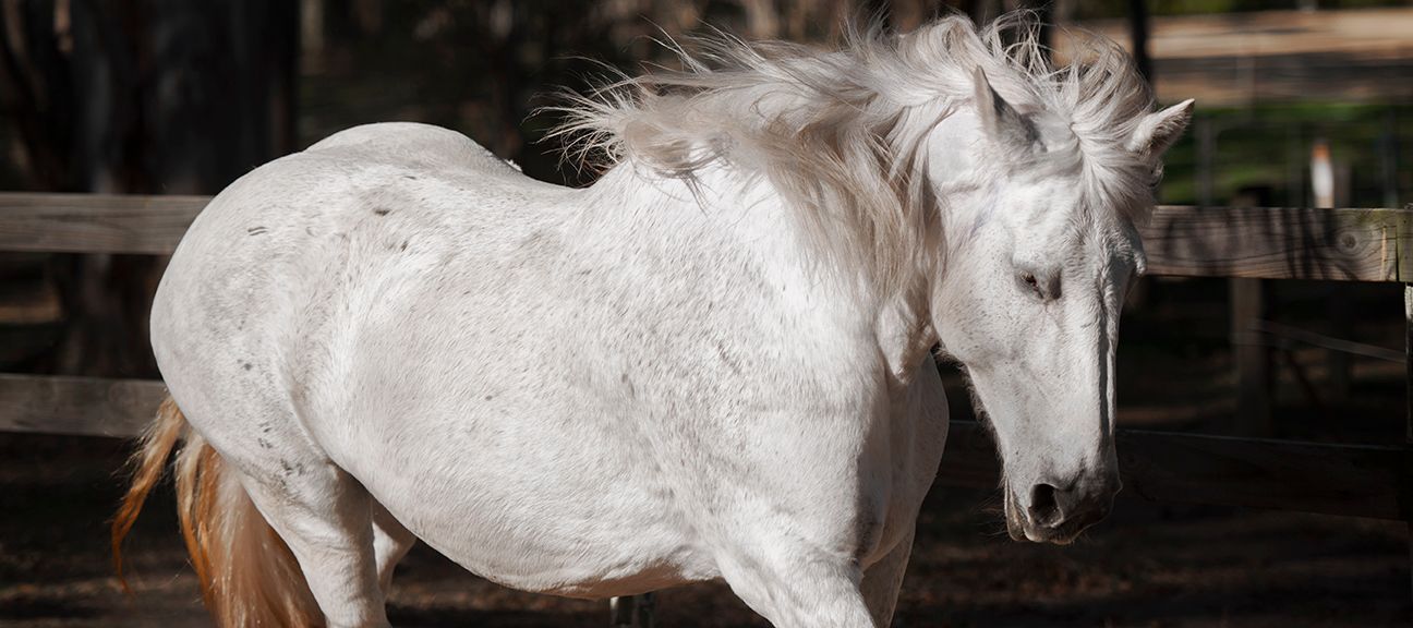 A white horse stands in a shaded paddock area with sunlight filtering through the trees.