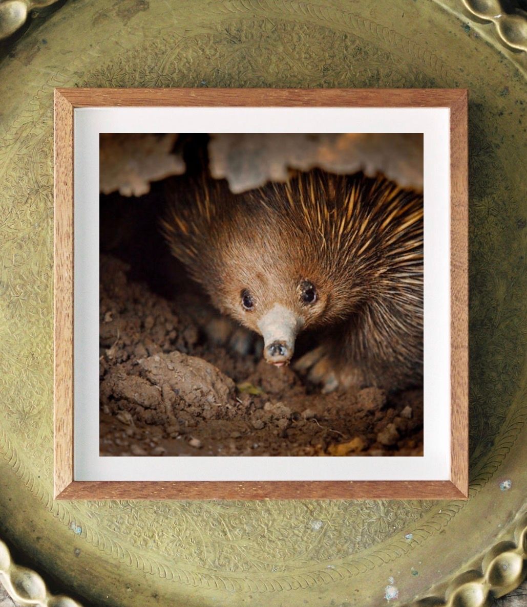 Close-up photo of an echidna emerging from rocky soil, its brown spiny coat and long snout visible in warm natural light.