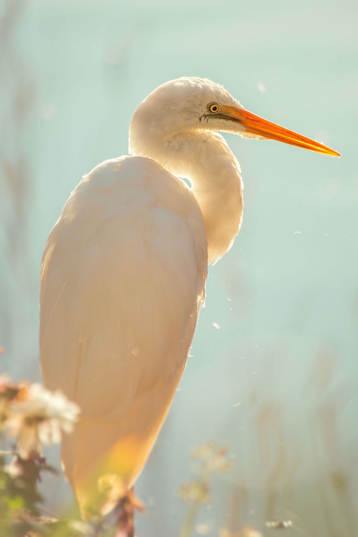 A majestic white egret with an orange beak perched among plants, bathed in warm golden sunlight.