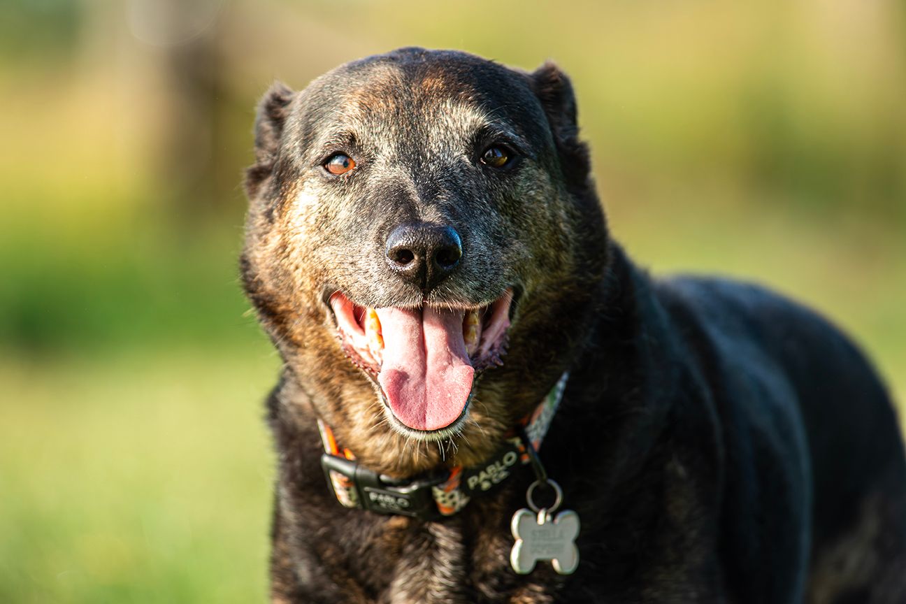 Series of black dog portraits showing expressive faces and tongues against dark background.