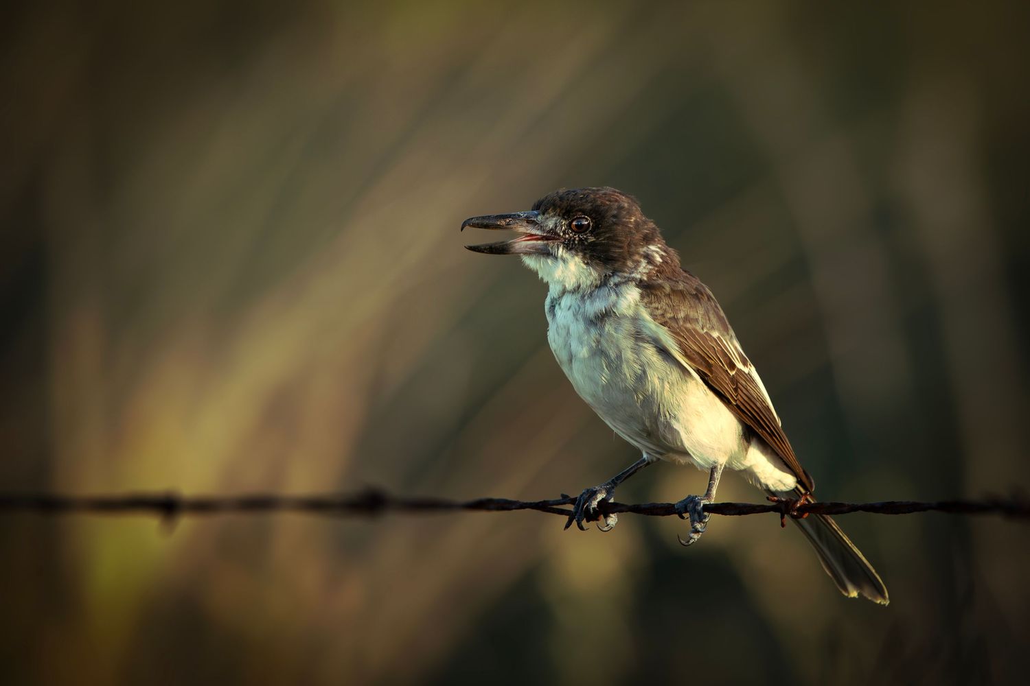 A small brown and white bird perched on a barbed wire fence with its beak open against a blurred green background.