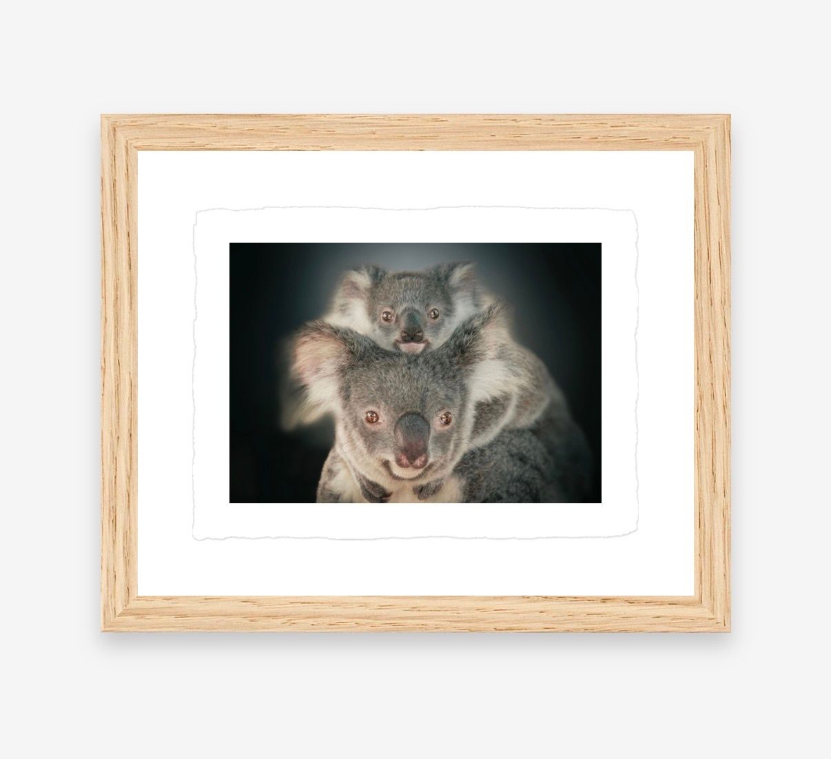 A framed photo print of two koalas, a mother and joey, posing together against a dark background in a natural oak frame.