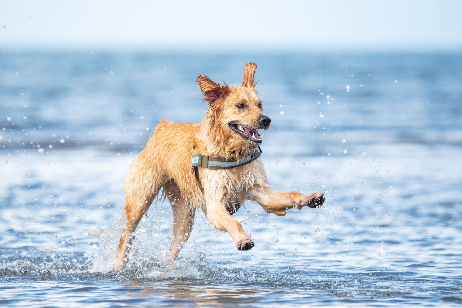 A golden retriever joyfully runs through shallow ocean waves, splashing water around on a sunny day.