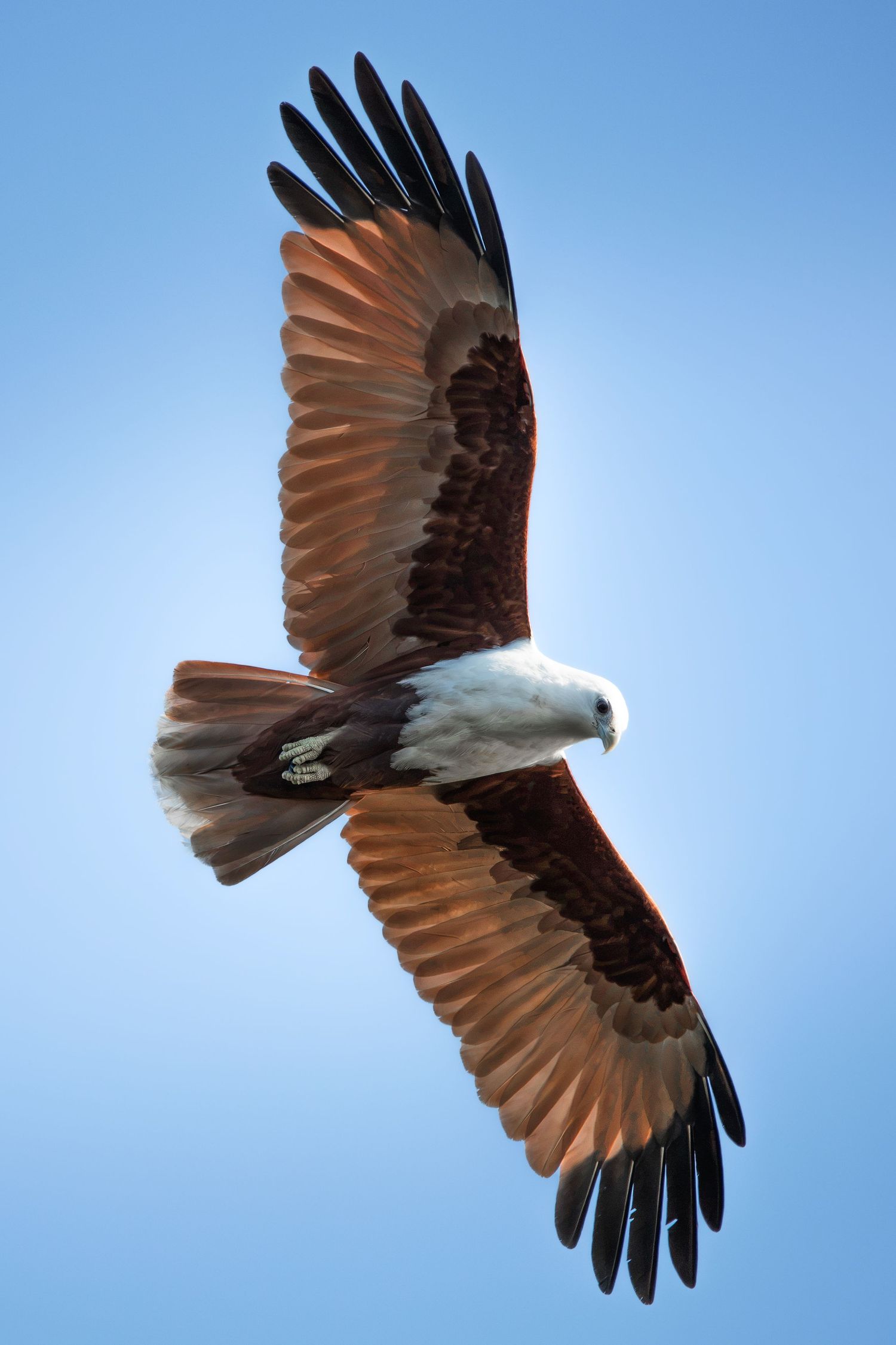Brahminy kite soaring against clear blue sky with wings fully spread, showing russet brown and white plumage.