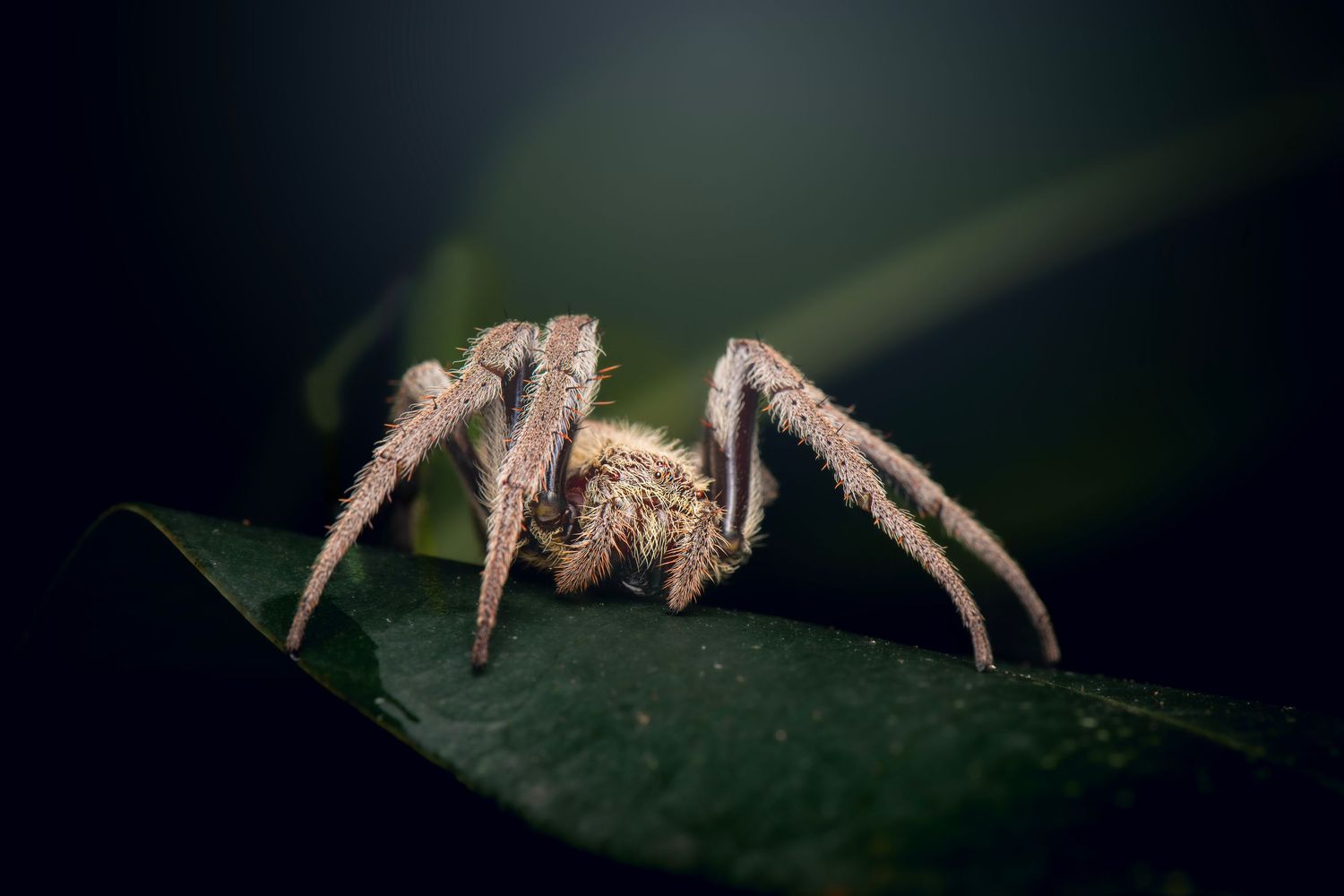 Close-up macro photo of a hairy brown spider perched on a green leaf against a dark background.