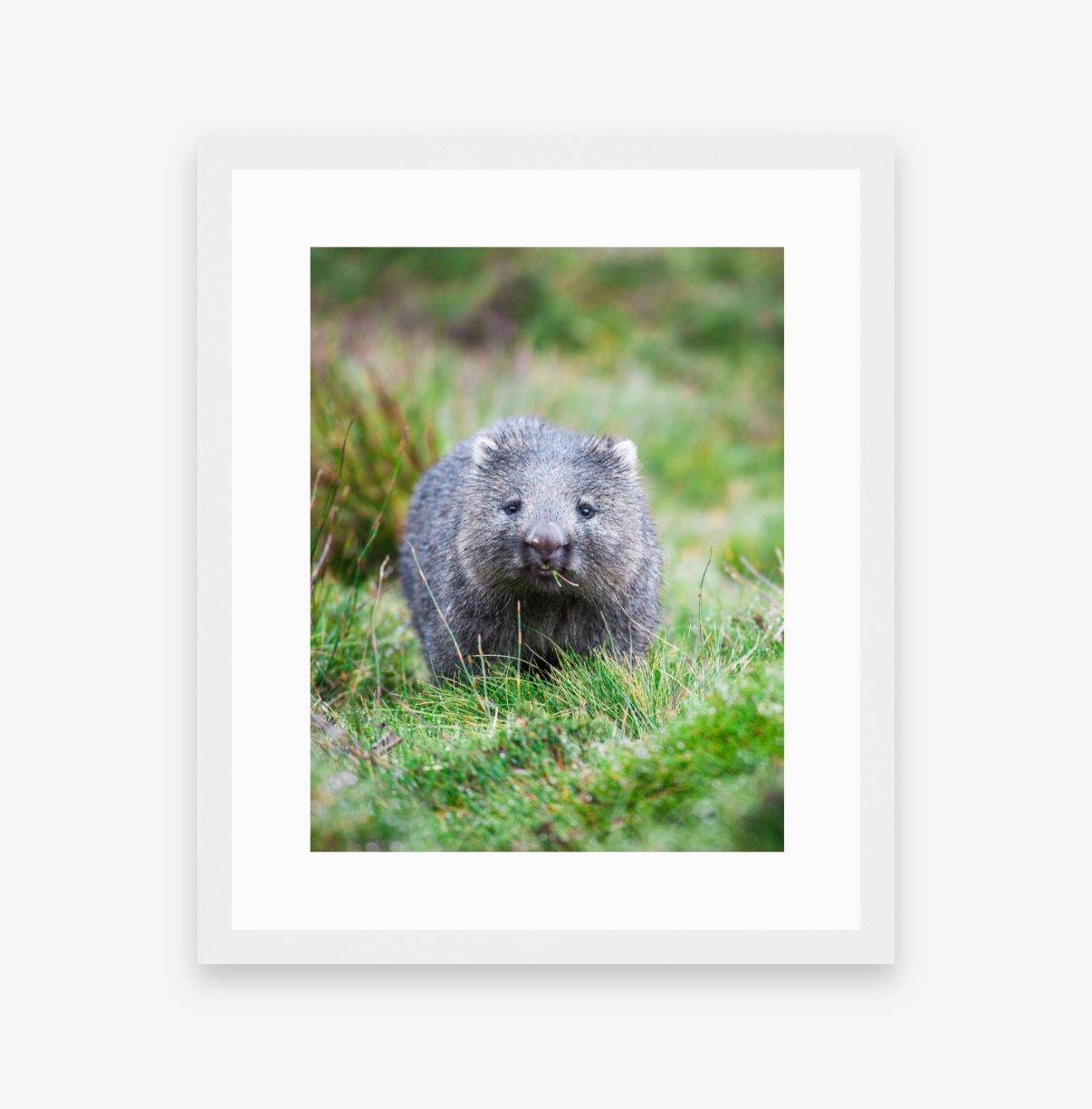A cute wombat walking through lush green grass, looking directly at the camera, in a white framed photo print.