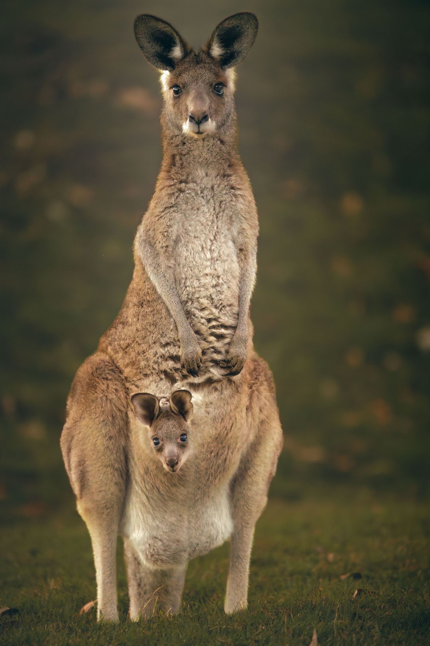 A mother kangaroo stands upright on grass with her joey peeking out from her pouch in a natural outdoor setting.
