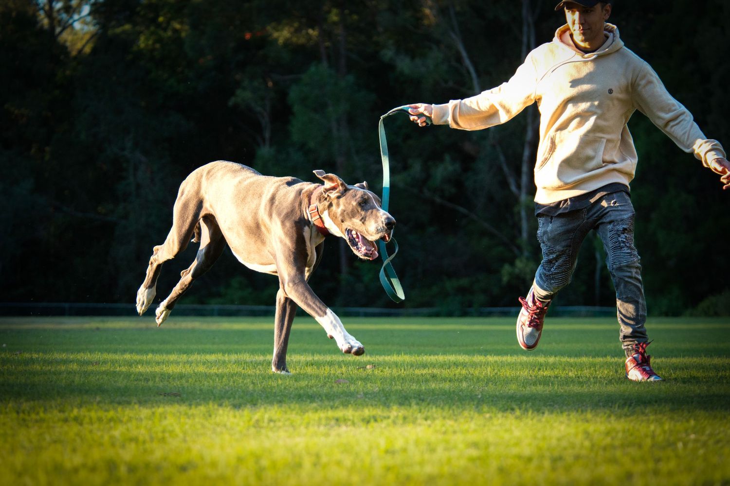 A sequence of action shots showing a dog and person leaping together in sync on a grassy field at sunset.