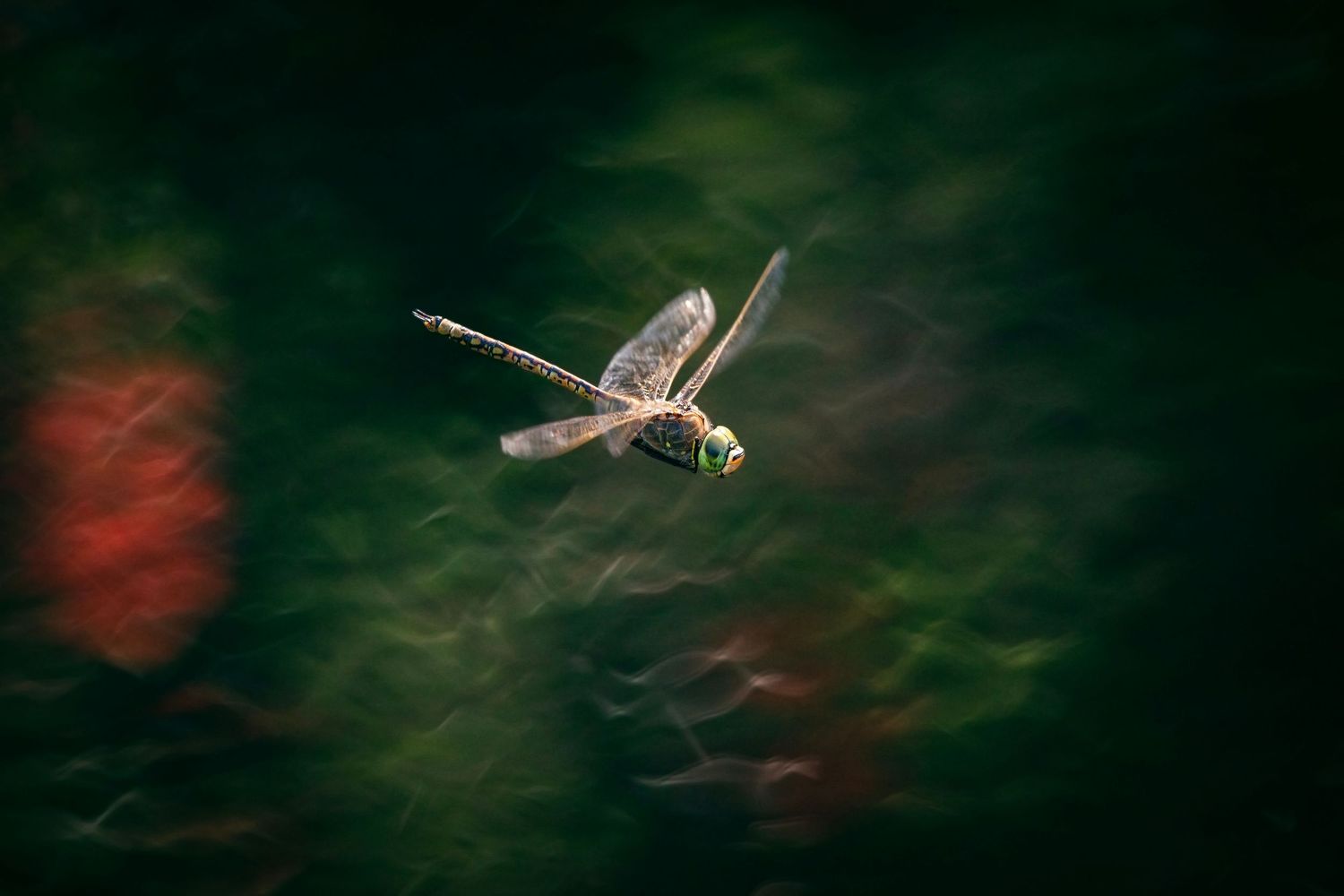 Silhouette of a dragonfly against dark green background with red bokeh highlights.