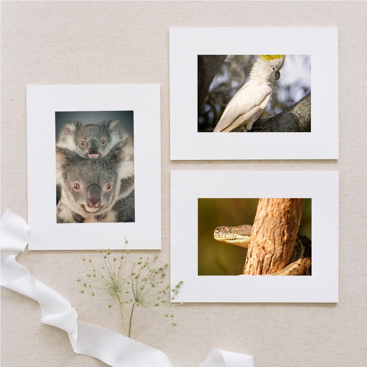 Three framed wildlife photos on a neutral background featuring a koala with baby, a white cockatoo, and a snake on a branch.