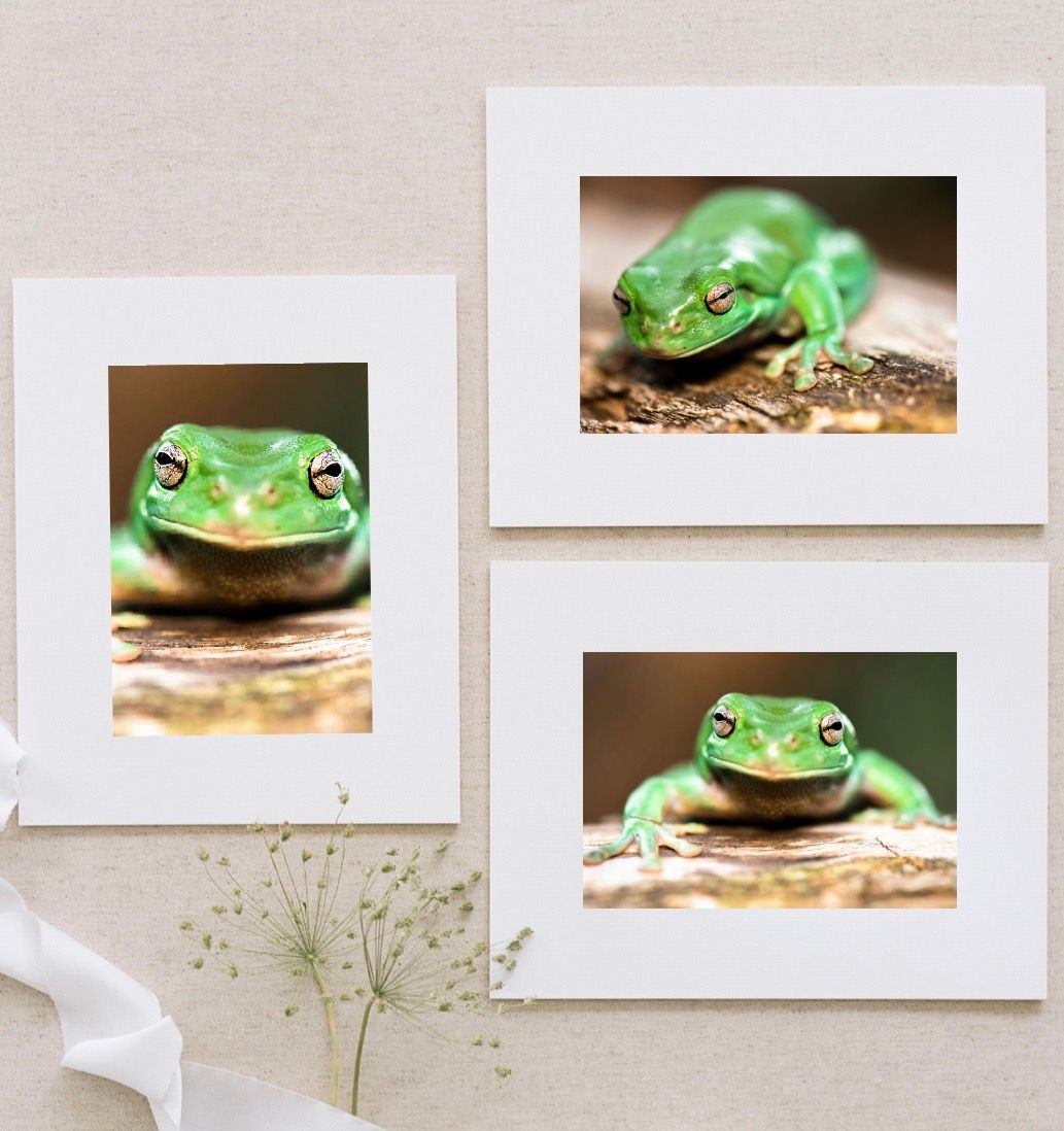 Three framed photos of a vibrant green tree frog perched on wood, displayed on a beige wall with white matting.
