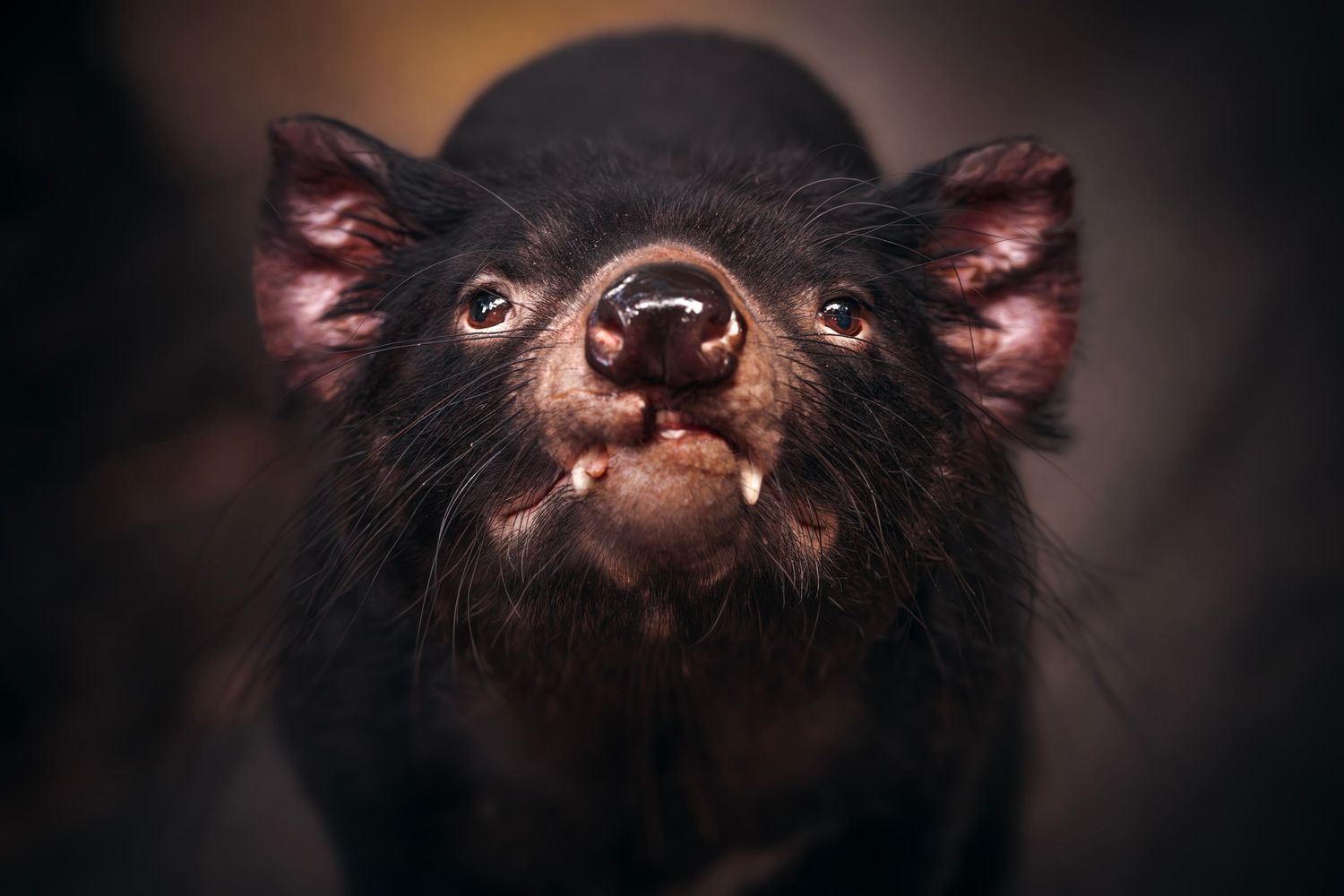 Close-up portrait of a Tasmanian devil with black fur, prominent nose, and sharp teeth against a dark background.