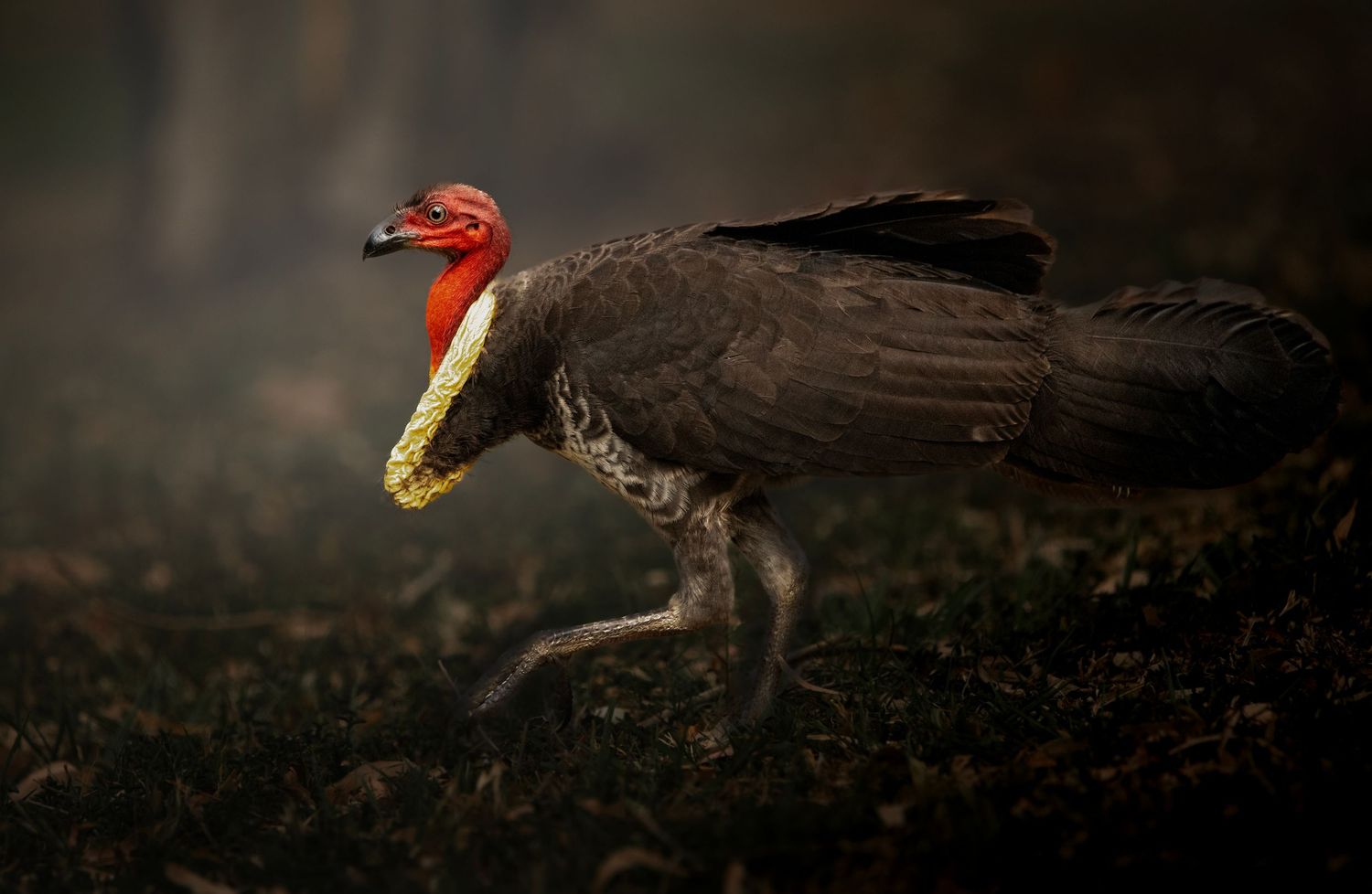 A pileated woodpecker pecks at a fallen log in a dark forest setting.