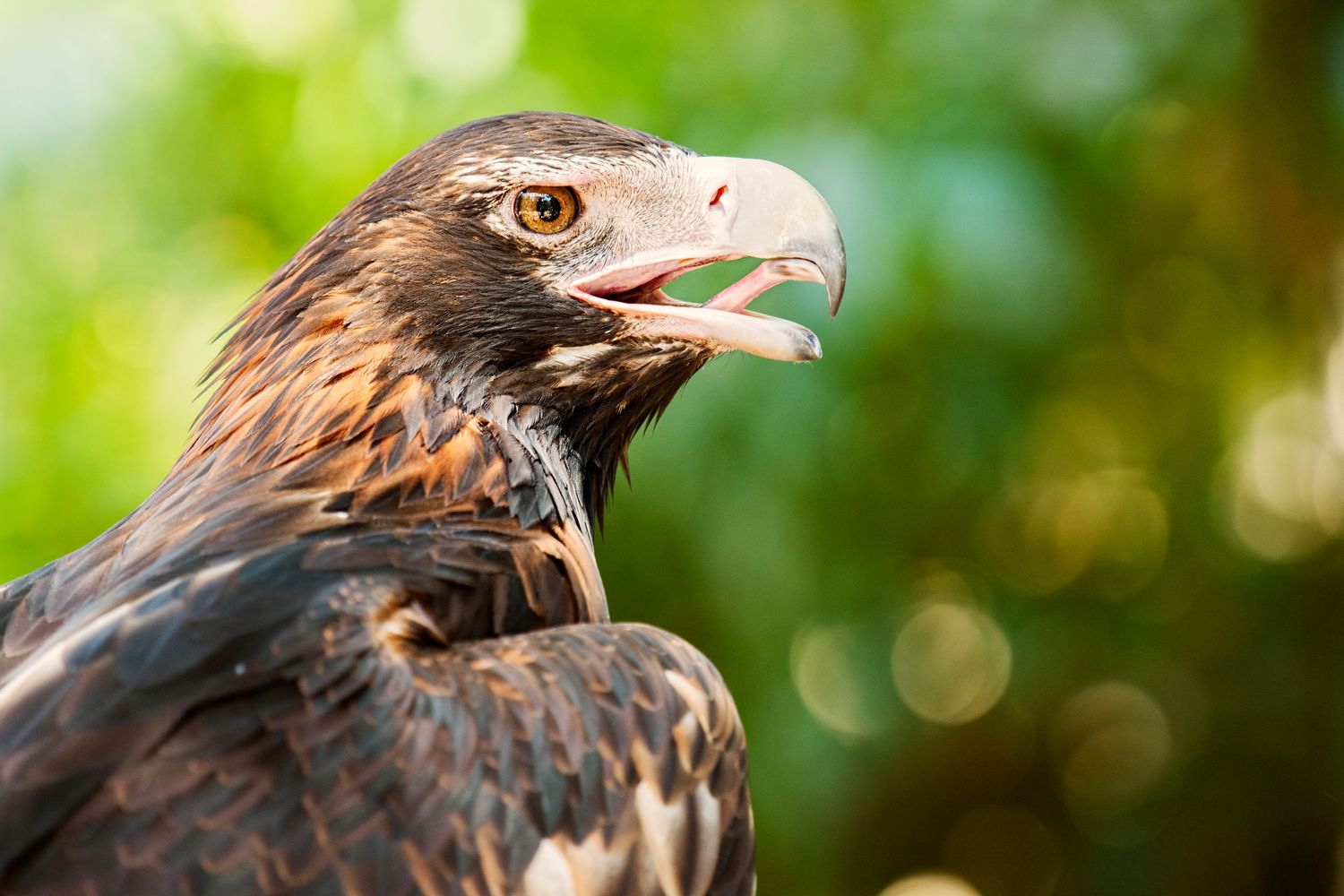 Close-up portrait of an eagle with sharp beak against blurred green background.