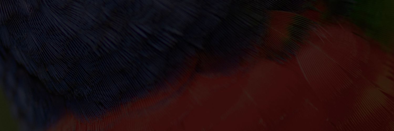 Close-up of vibrant red and dark blue parrot feathers showcasing rich, vivid colors and intricate texture.
