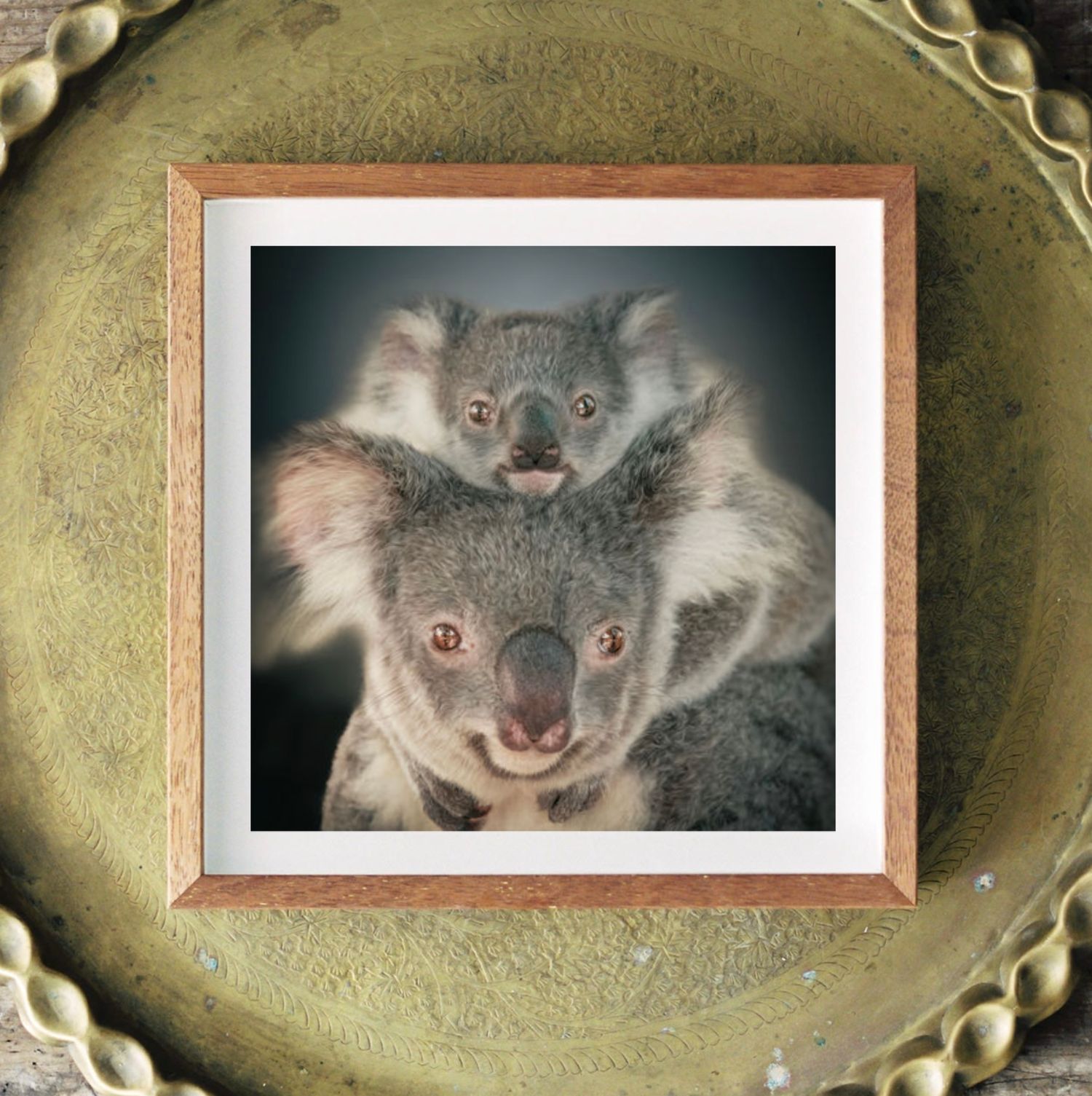 Framed photo print of two koalas, a baby riding on its mothers back, displayed on a vintage brass plate.