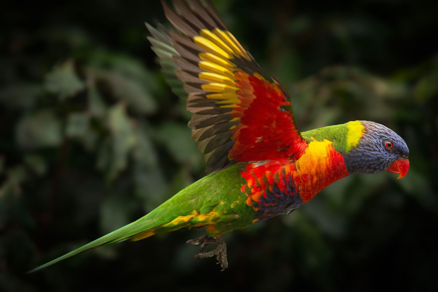 Vibrant rainbow lorikeet in mid-flight, displaying colorful red, yellow, green, and blue plumage against a dark background.