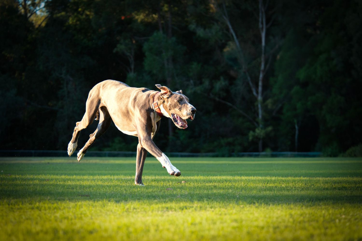 A sequence of photos showing a brown dog running and leaping across a green grassy field in action shots.