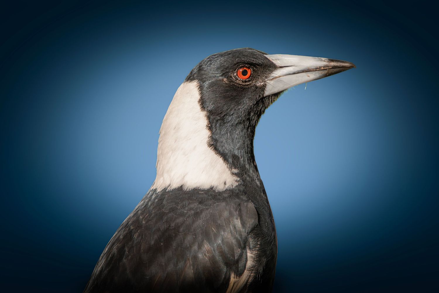Close-up portrait of an Australian magpie with striking red eye, black and white plumage, against a blue gradient background.