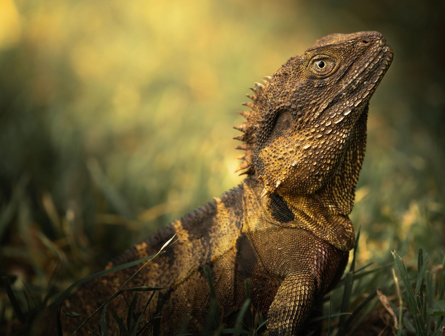 A large iguana rests in green grass, showcasing its scaly golden-brown skin and spiny dorsal crest.