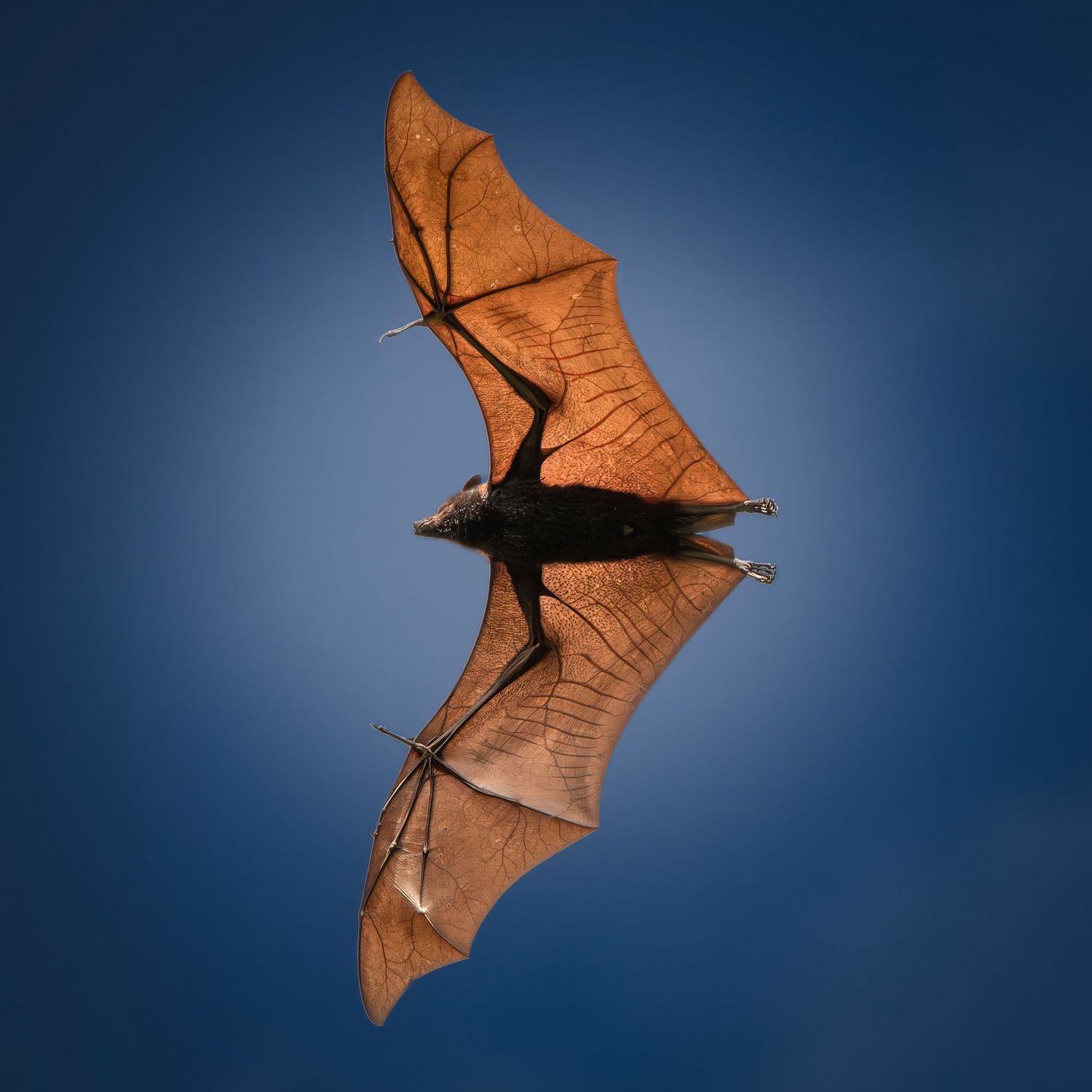 A fruit bat soars mid-flight against a vivid blue sky, its translucent brown wings fully spread.