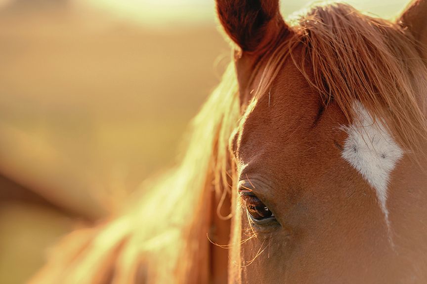 A close-up side view of a chestnut horse's head with soft sunlight creating a warm, golden glow.