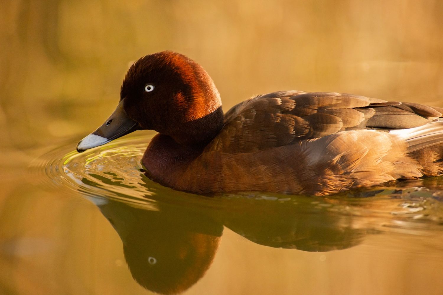 A ferruginous duck with rich chestnut plumage glides gracefully across golden reflective water.