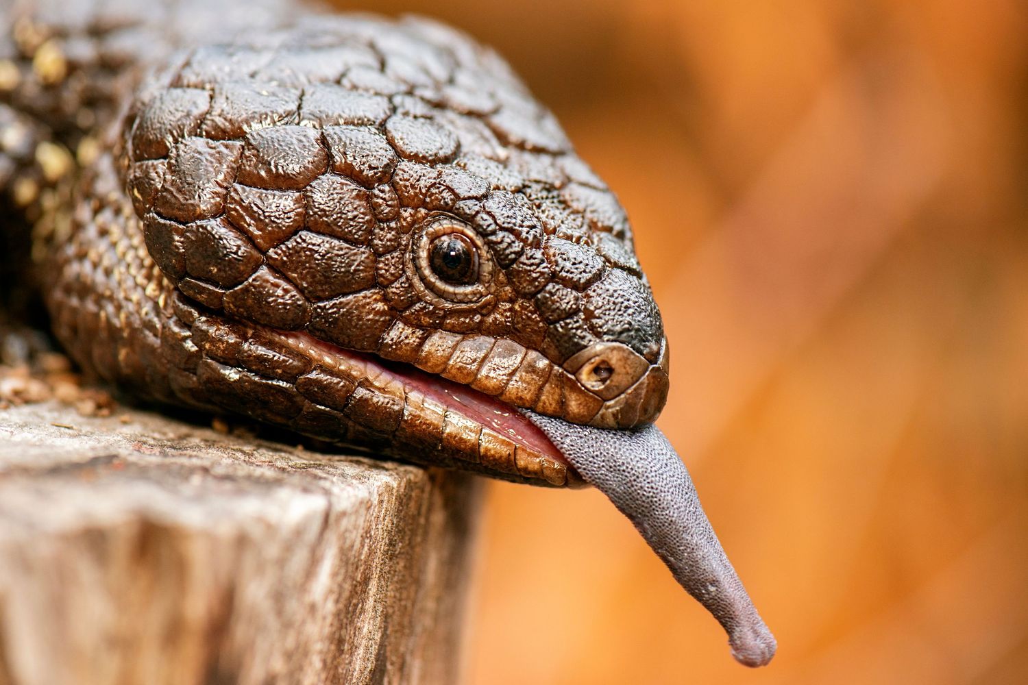 Close-up macro photo of a brown snake's head and scales with orange blurred background showing textural detail.