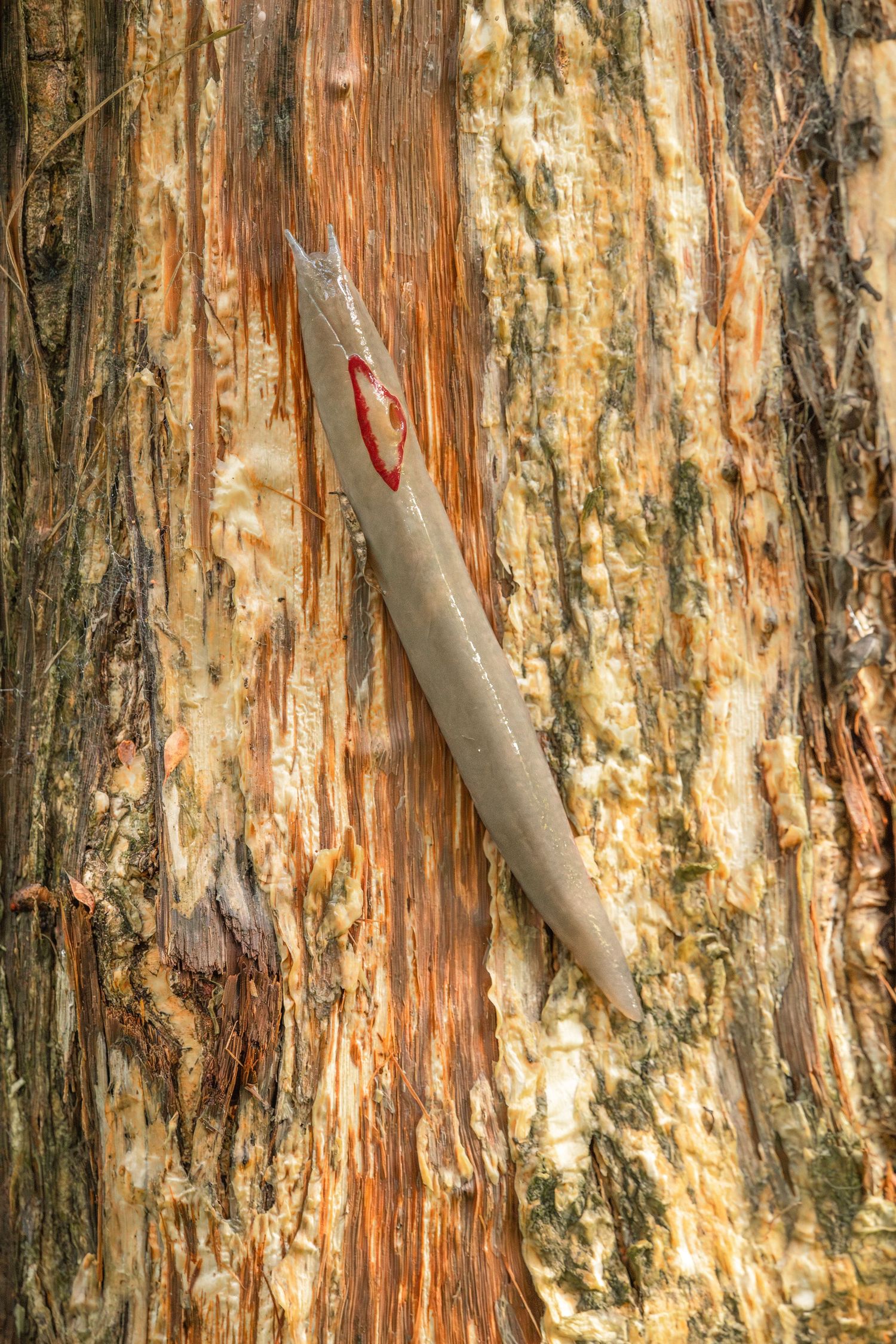 Close-up of a gray lizard clinging to the textured reddish-brown bark of a tree trunk.