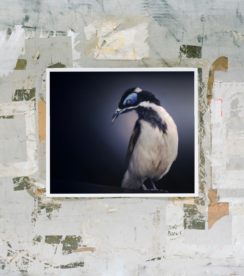 Blue-faced honeyeater bird portrait photo mounted on distressed white painted wall collage background.