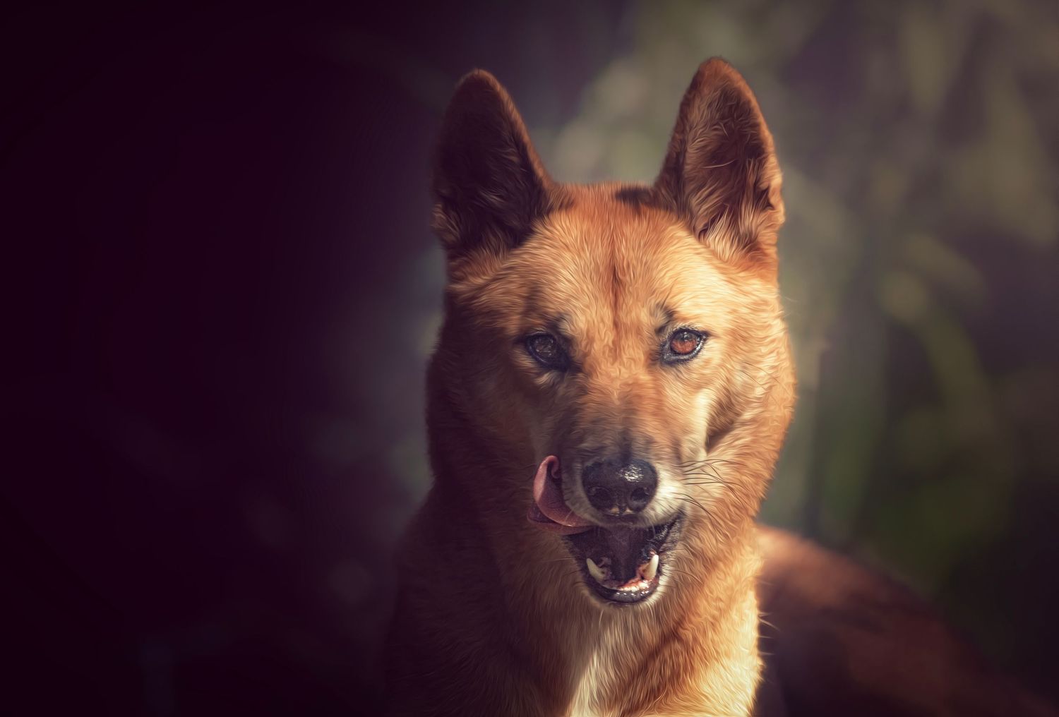 A majestic red-brown dog with alert ears and an open mouth poses against a dark bokeh background.