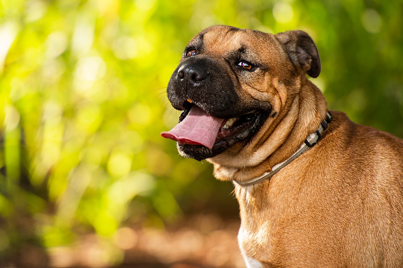Close-up sequence of a brown dog's face showing different expressions and movements.