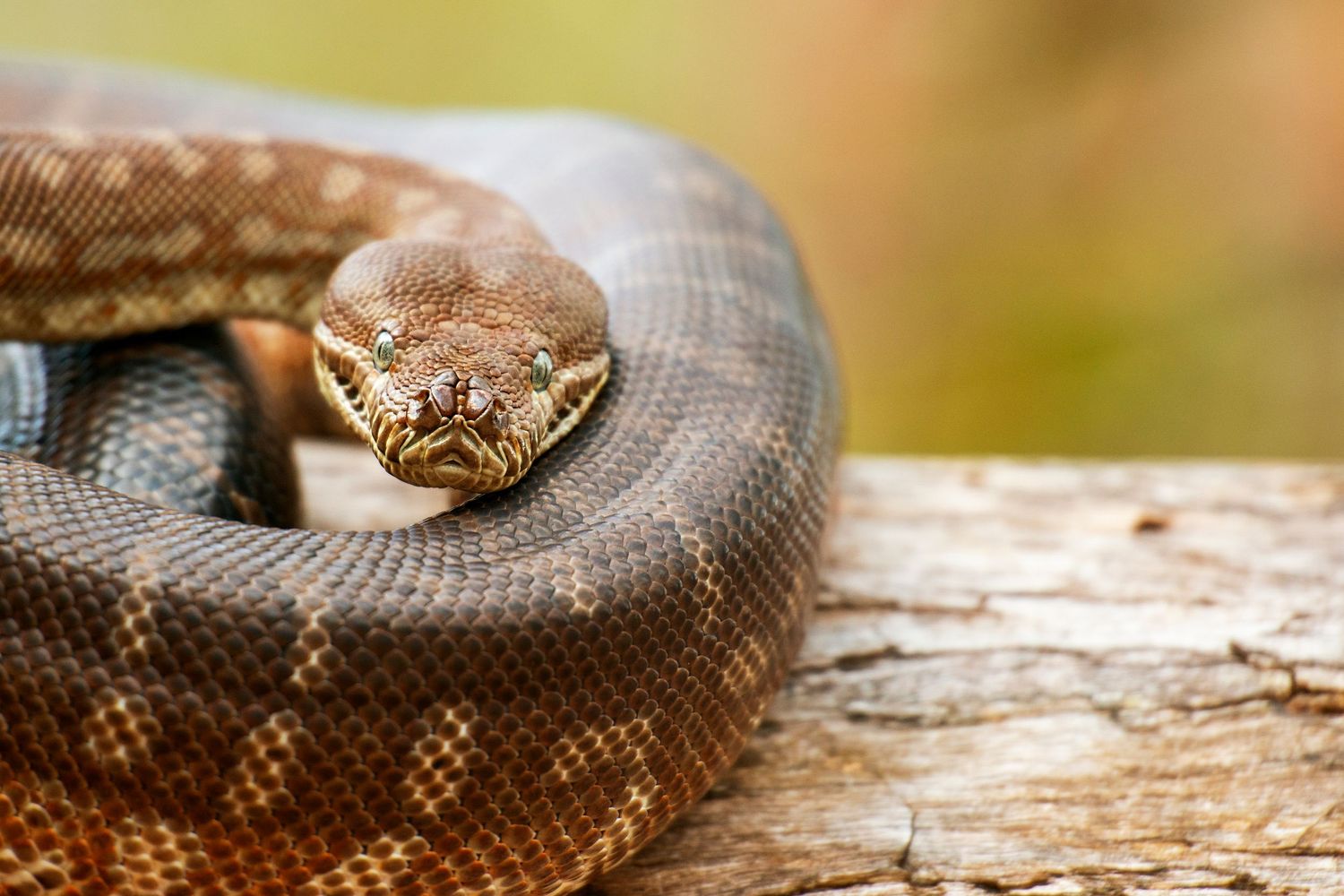 A brown patterned snake coiled on a wooden log, showcasing its scales and green eyes in a natural setting.