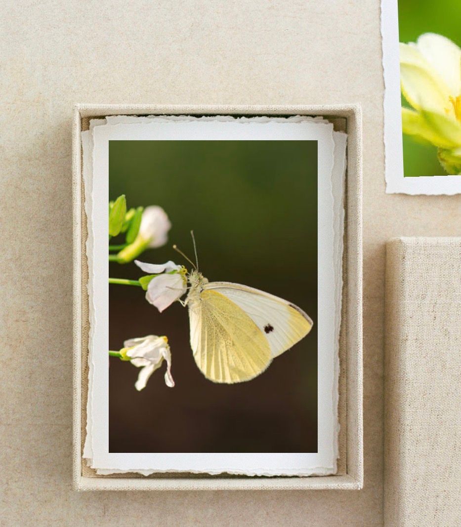 A delicate white cabbage butterfly perched on small white flowers, displayed in a rustic beige photo box.