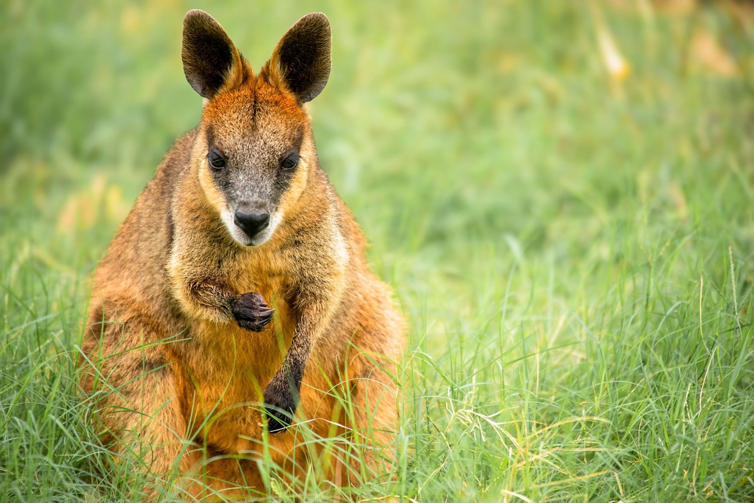 A wild wallaby with a joey in its pouch stands alert in lush green grass in Australia.