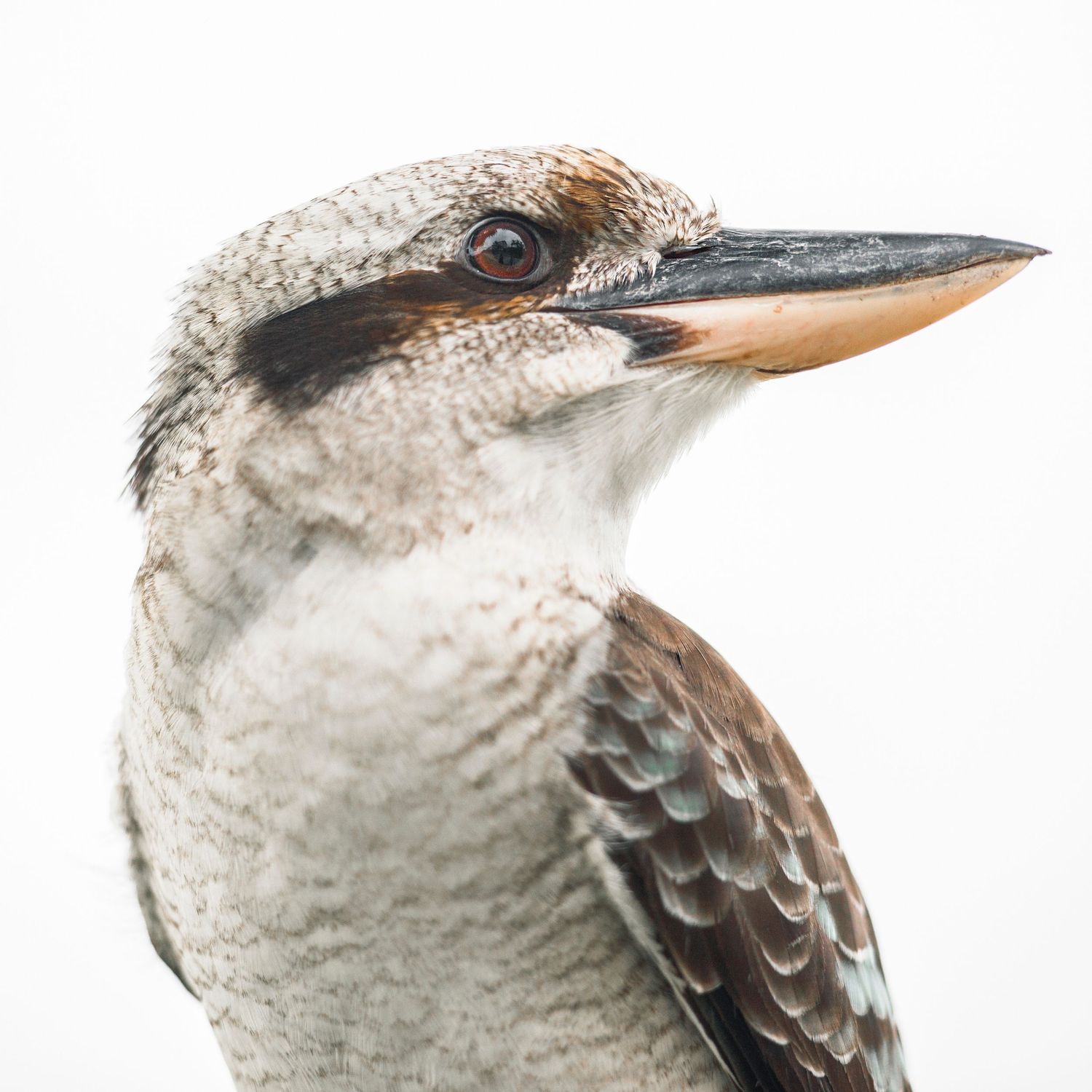 Close-up portrait of a laughing kookaburra bird with brown and white plumage against a white background.