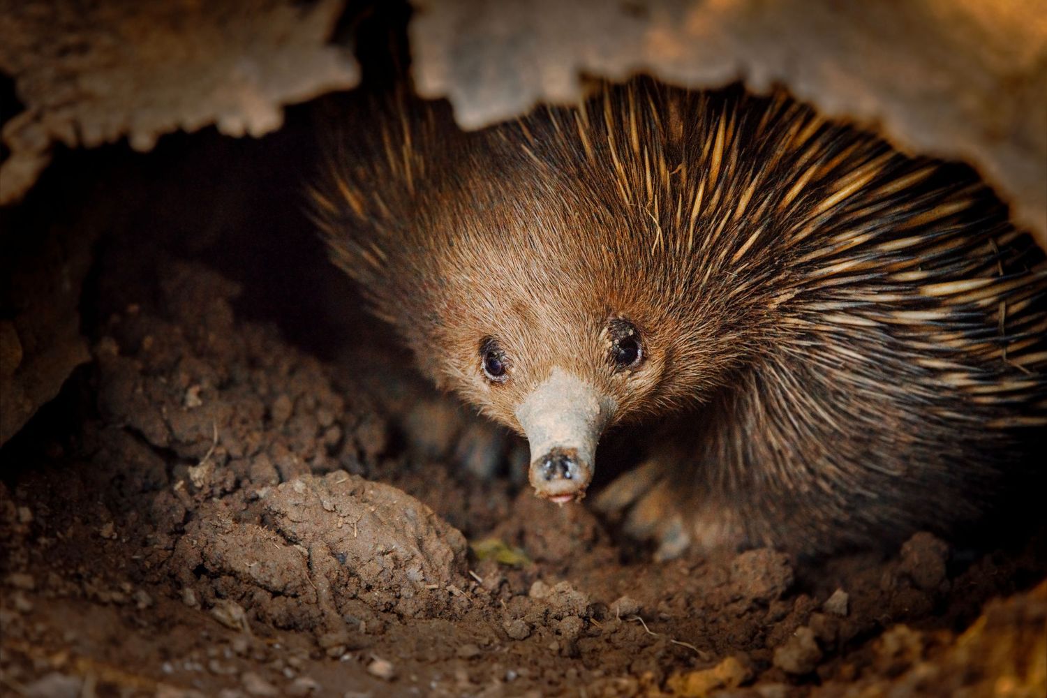 Close-up of a short-beaked echidna emerging from a burrow in dark soil, showcasing its brown fur and sharp spines.
