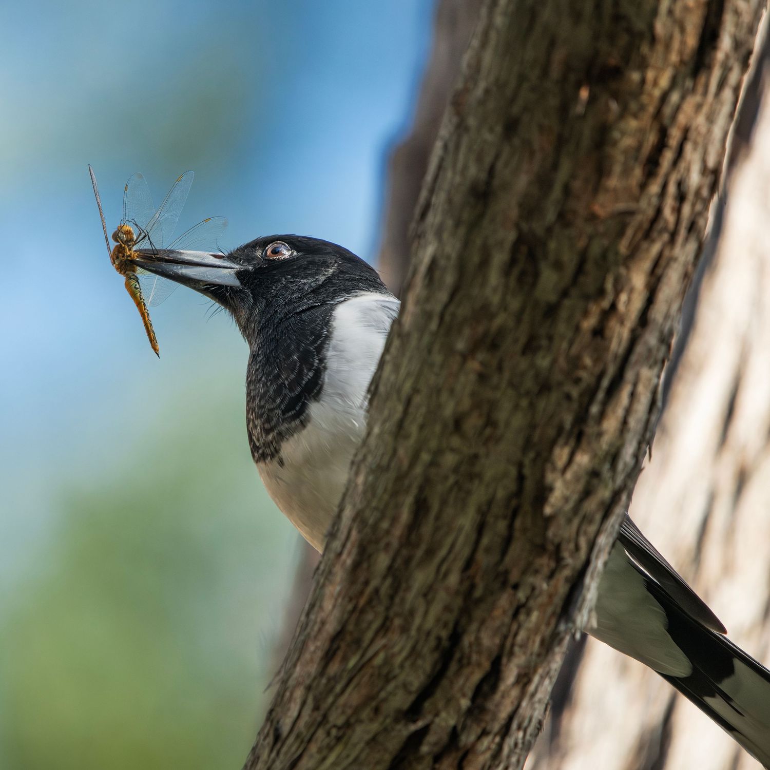 A black and white bird perched on a tree trunk, holding a dragonfly in its beak against a blurred green background.