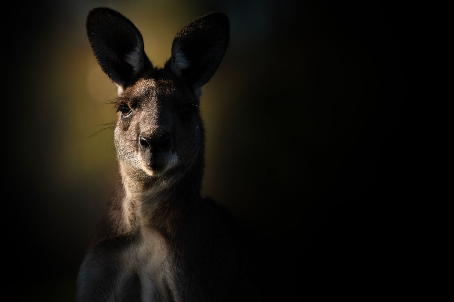 A majestic kangaroo portrait against a dark background, showcasing its large ears and alert expression in dramatic lighting.