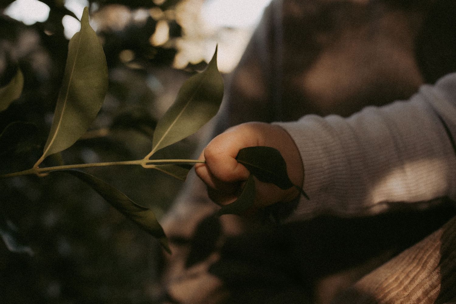 A child's hand gently grasping a green leaf on a branch in soft, moody natural light.