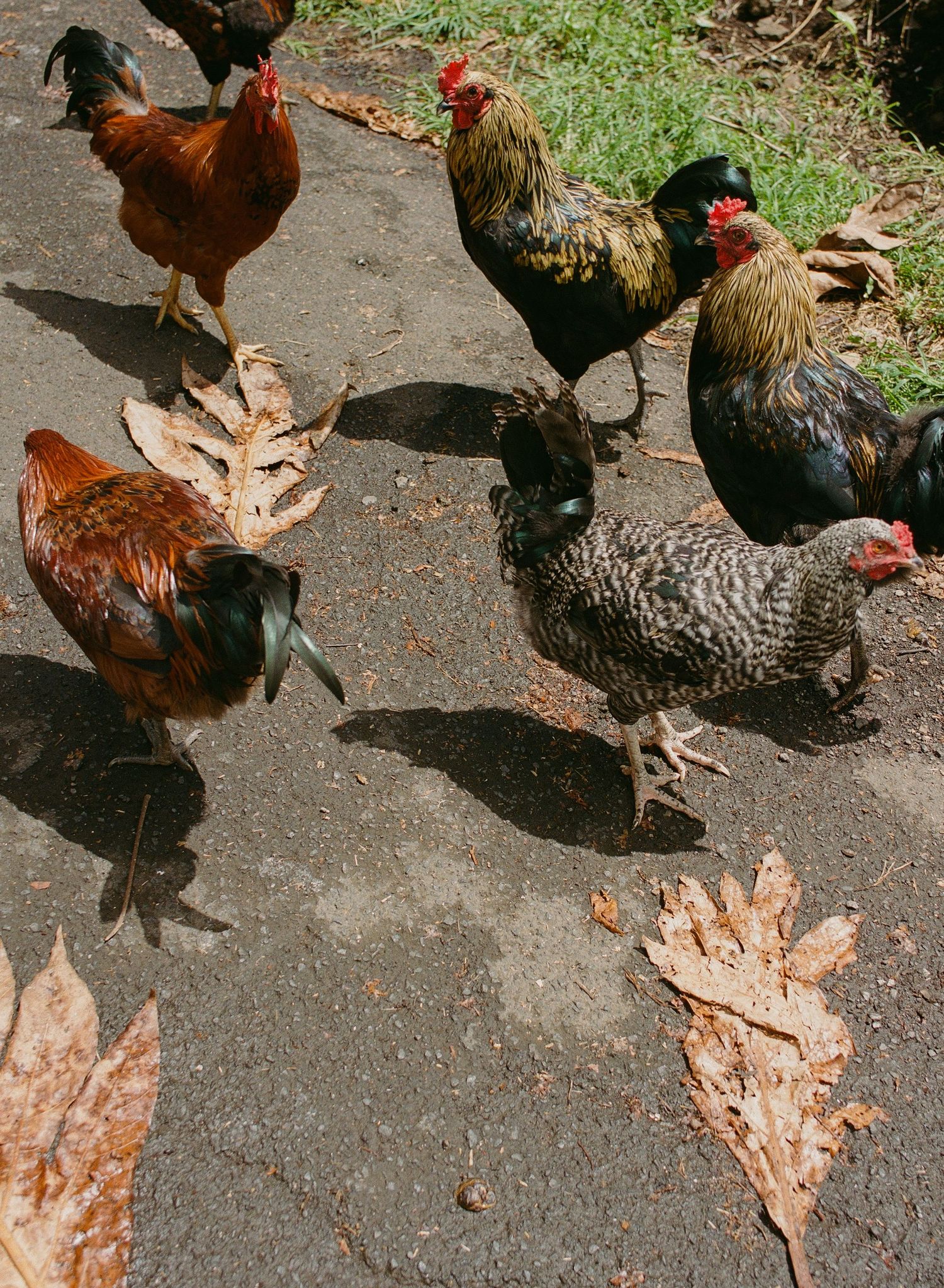 Big roosters in Maui, Hawaii