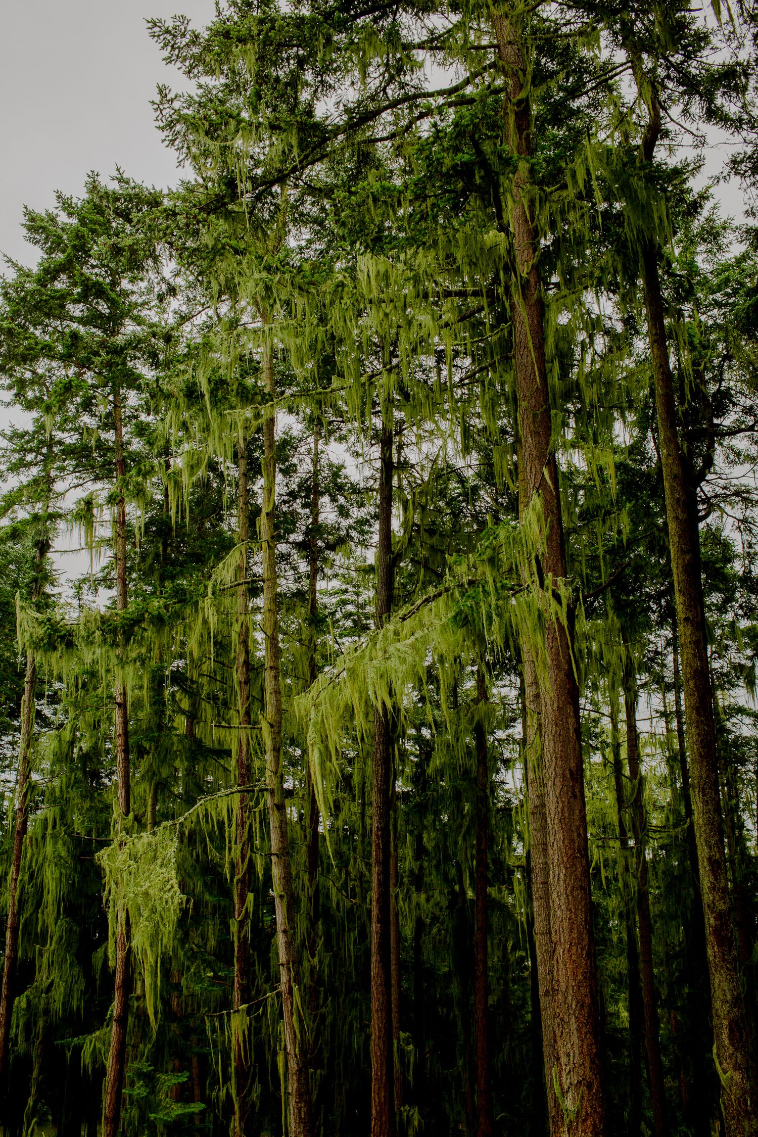 Tall green trees of San Juan Islands