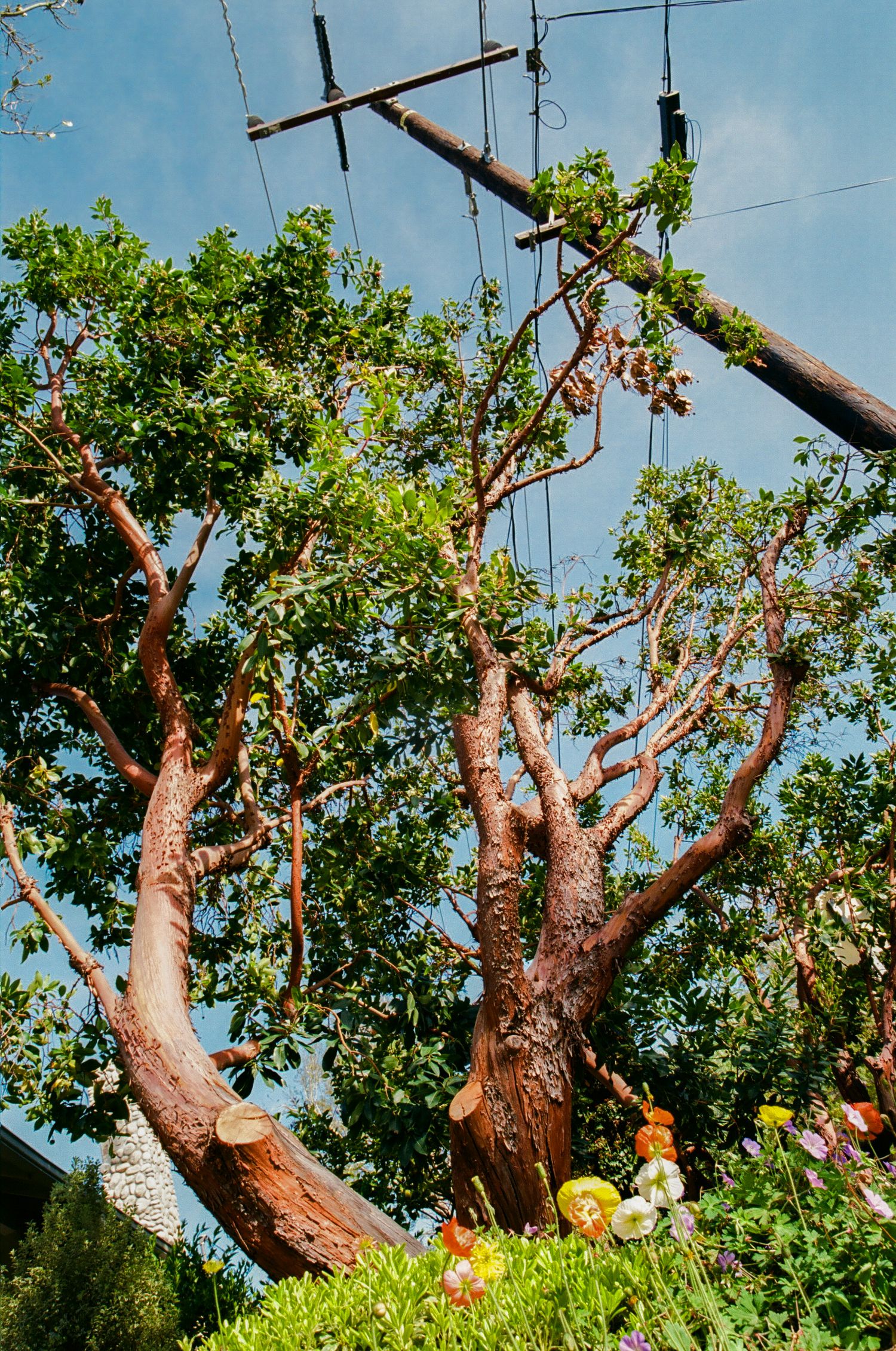 Stunning trees in Santa Barbara's westside