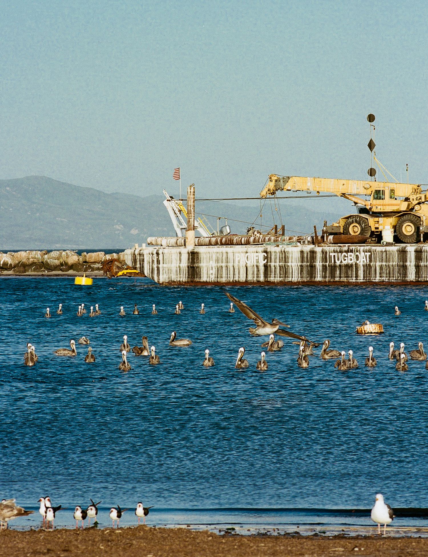Santa Barbara pelicans
