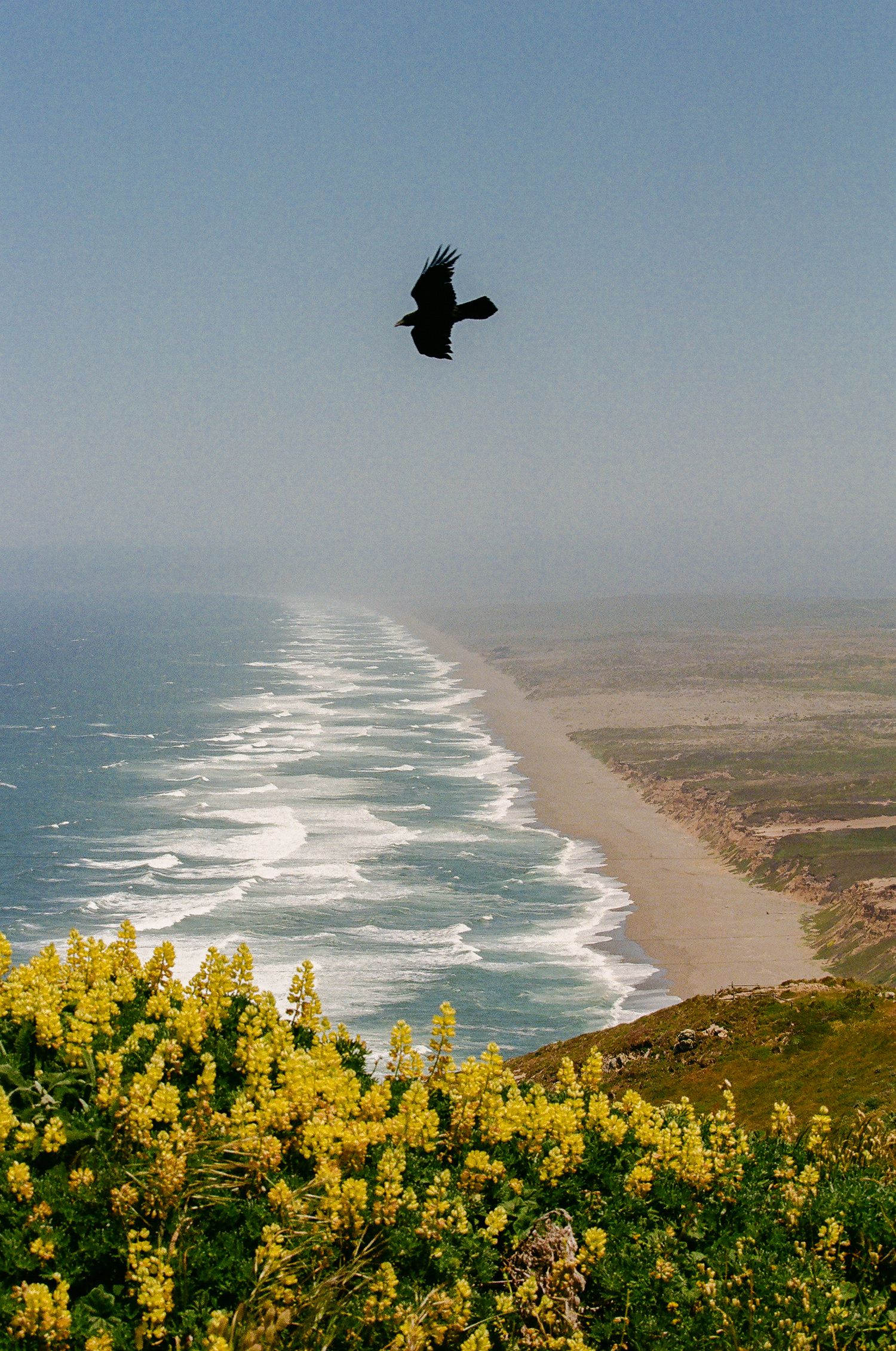 A turkey vulture over the seashore
