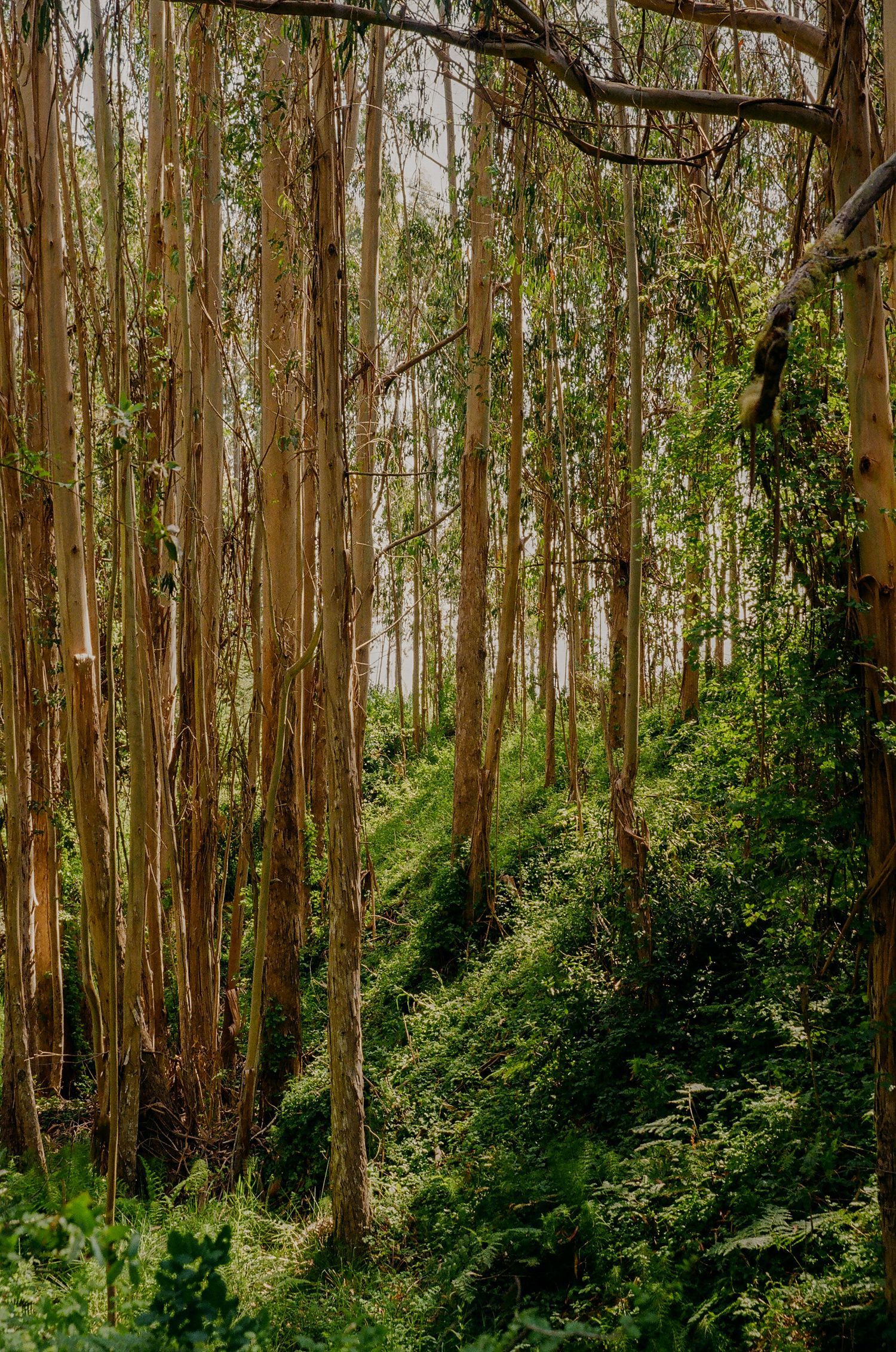 The tall trees of Bolinas, California