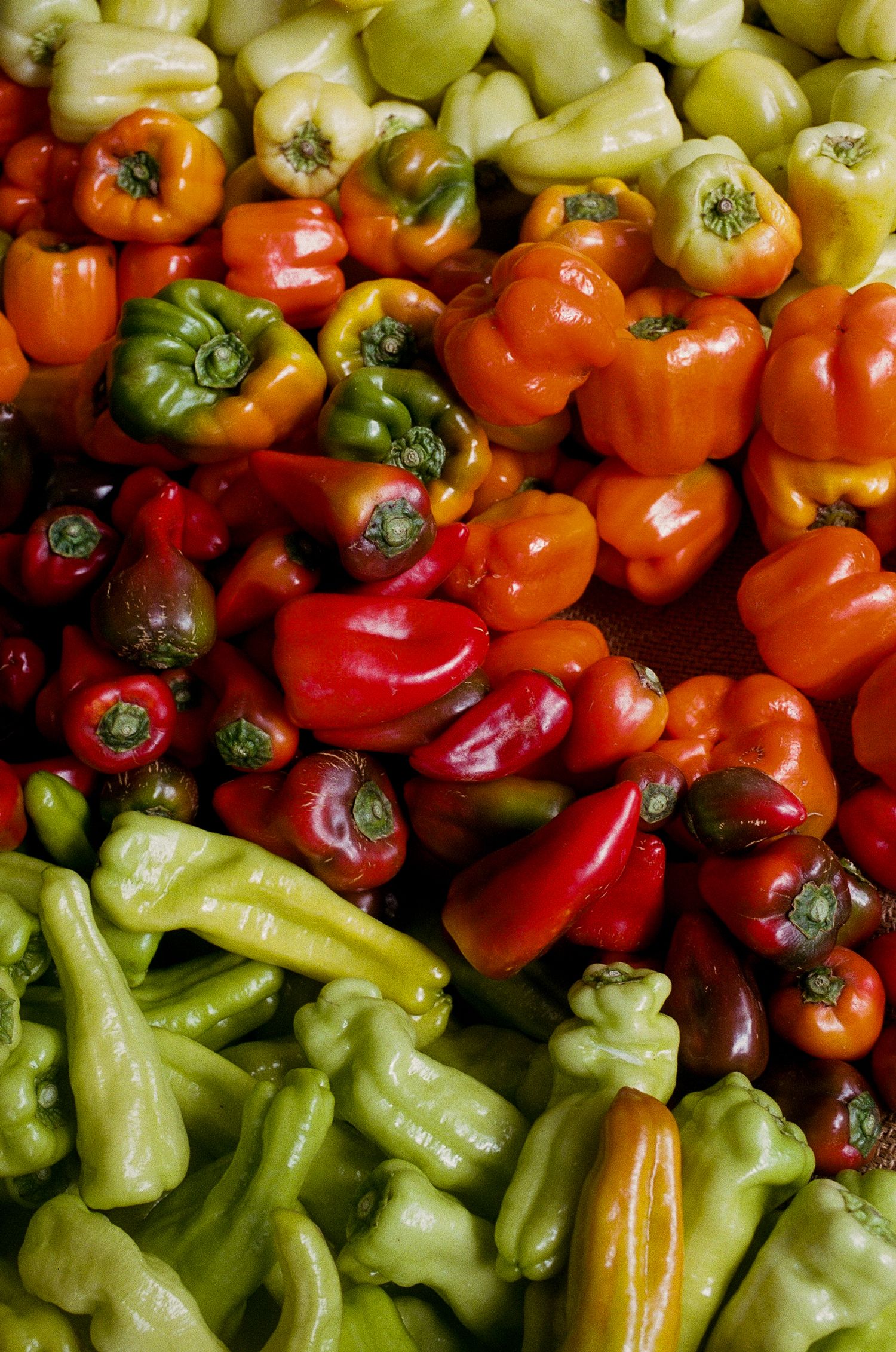 Beautiful bounty of bell peppers